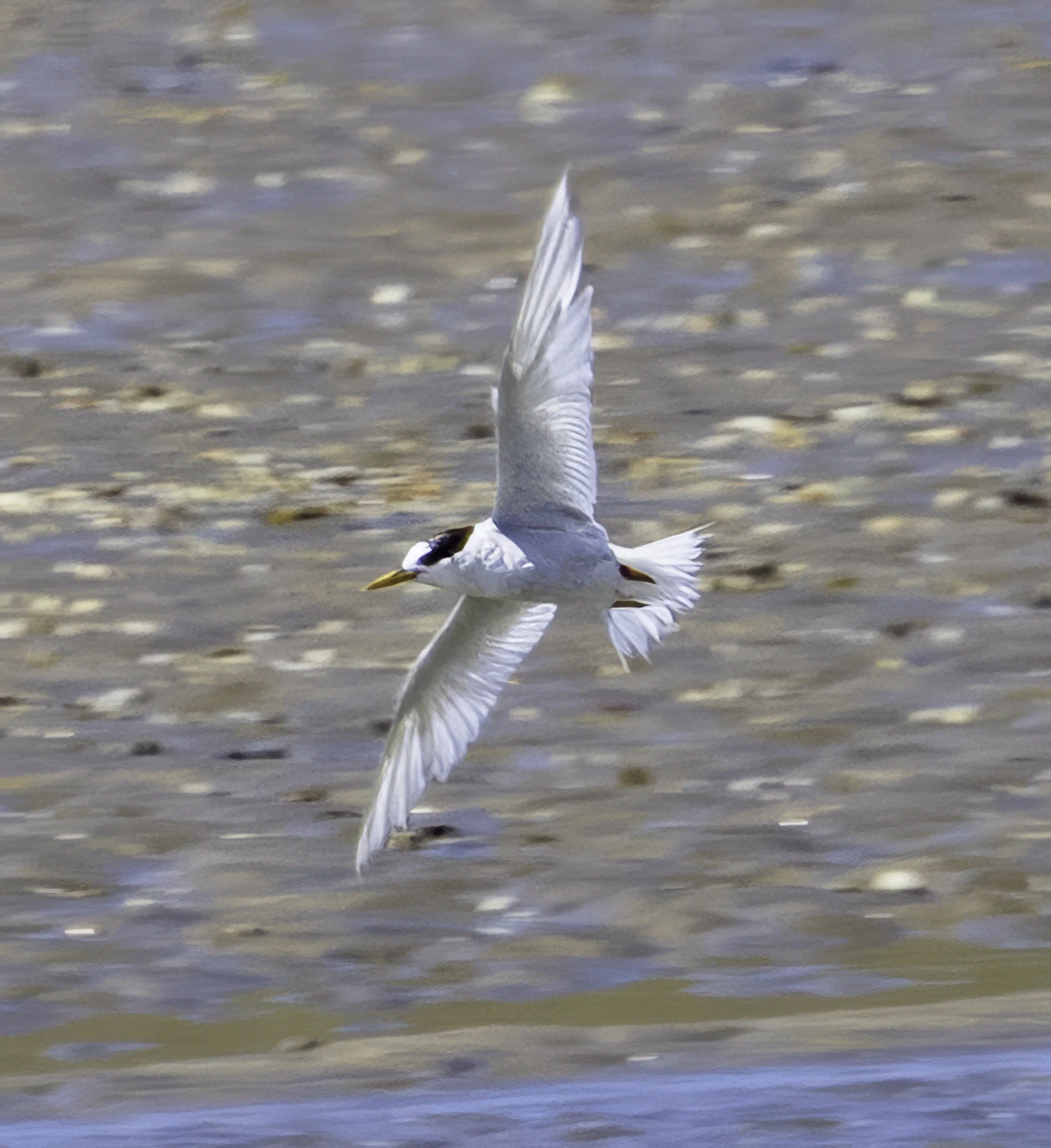 Australian Fairy Tern