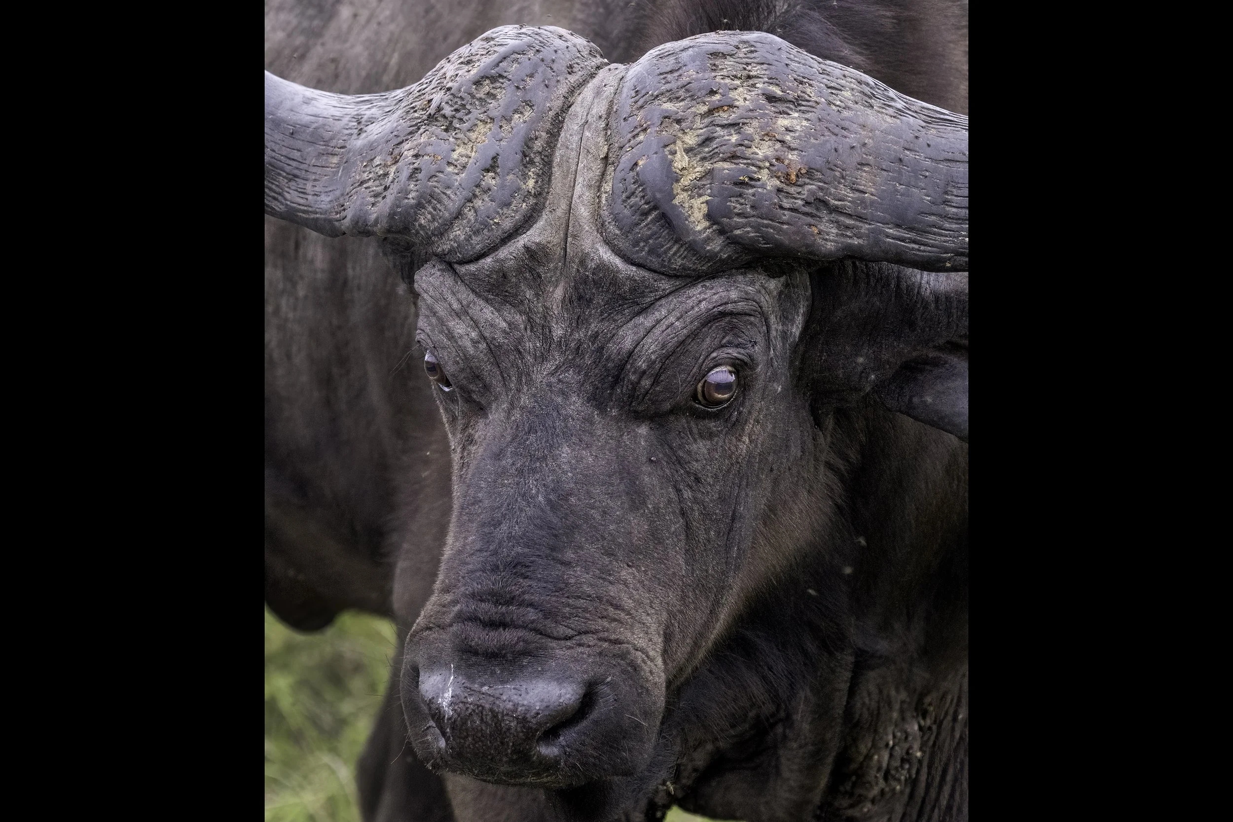 african buffalo 2.jpg
