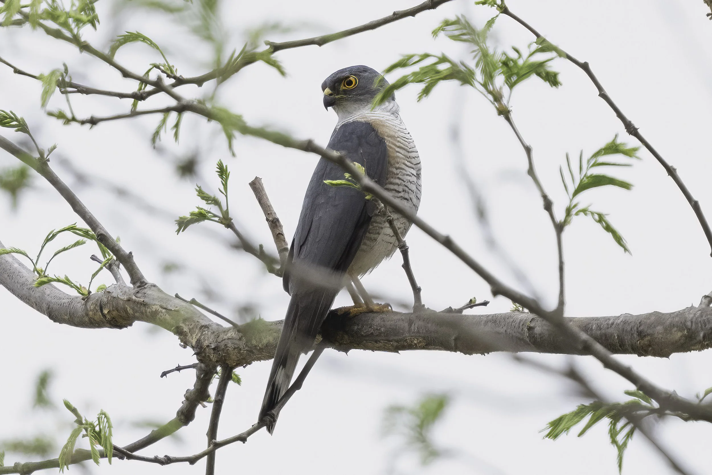 Little Sparrowhawk