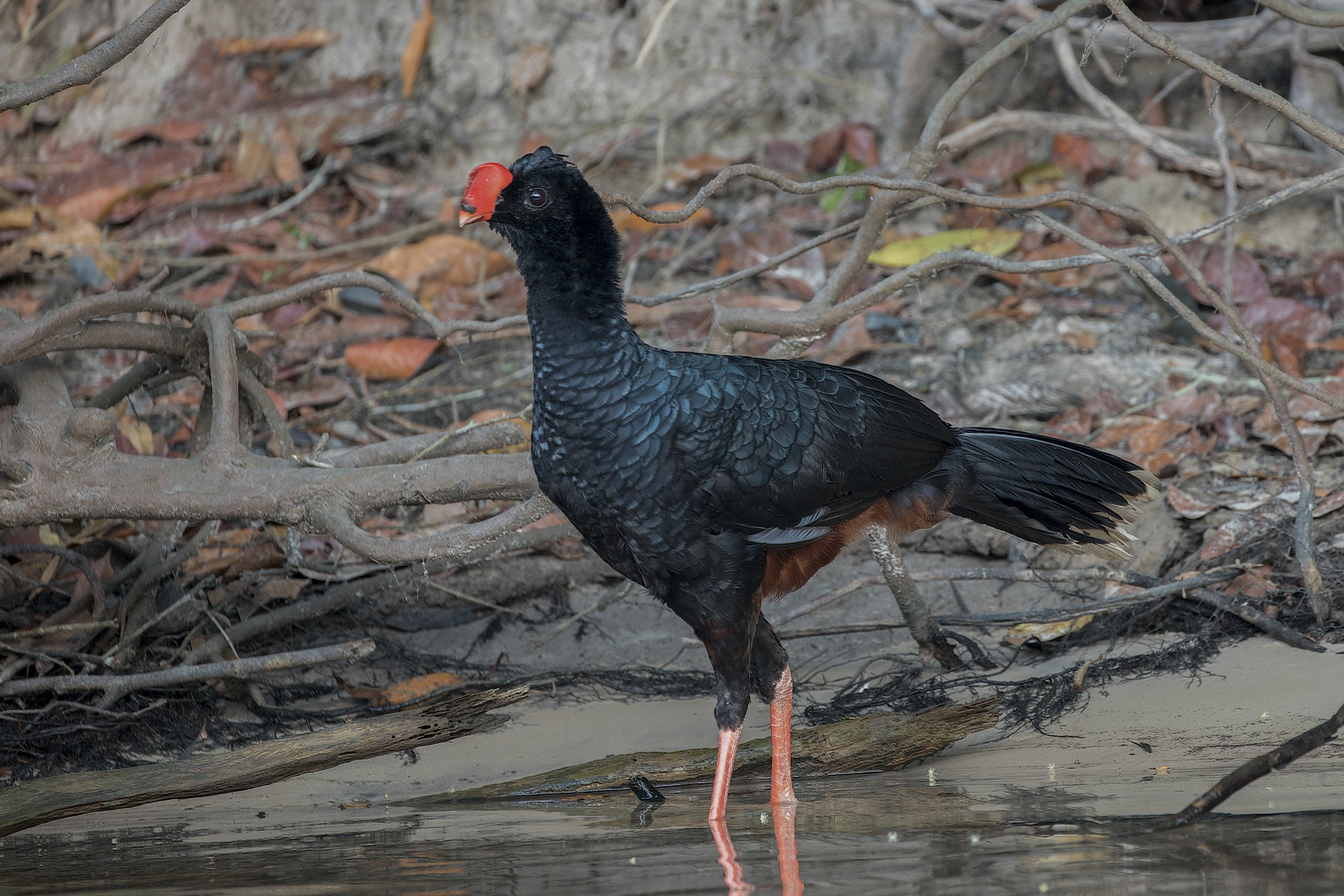 Razor Billed Curassow