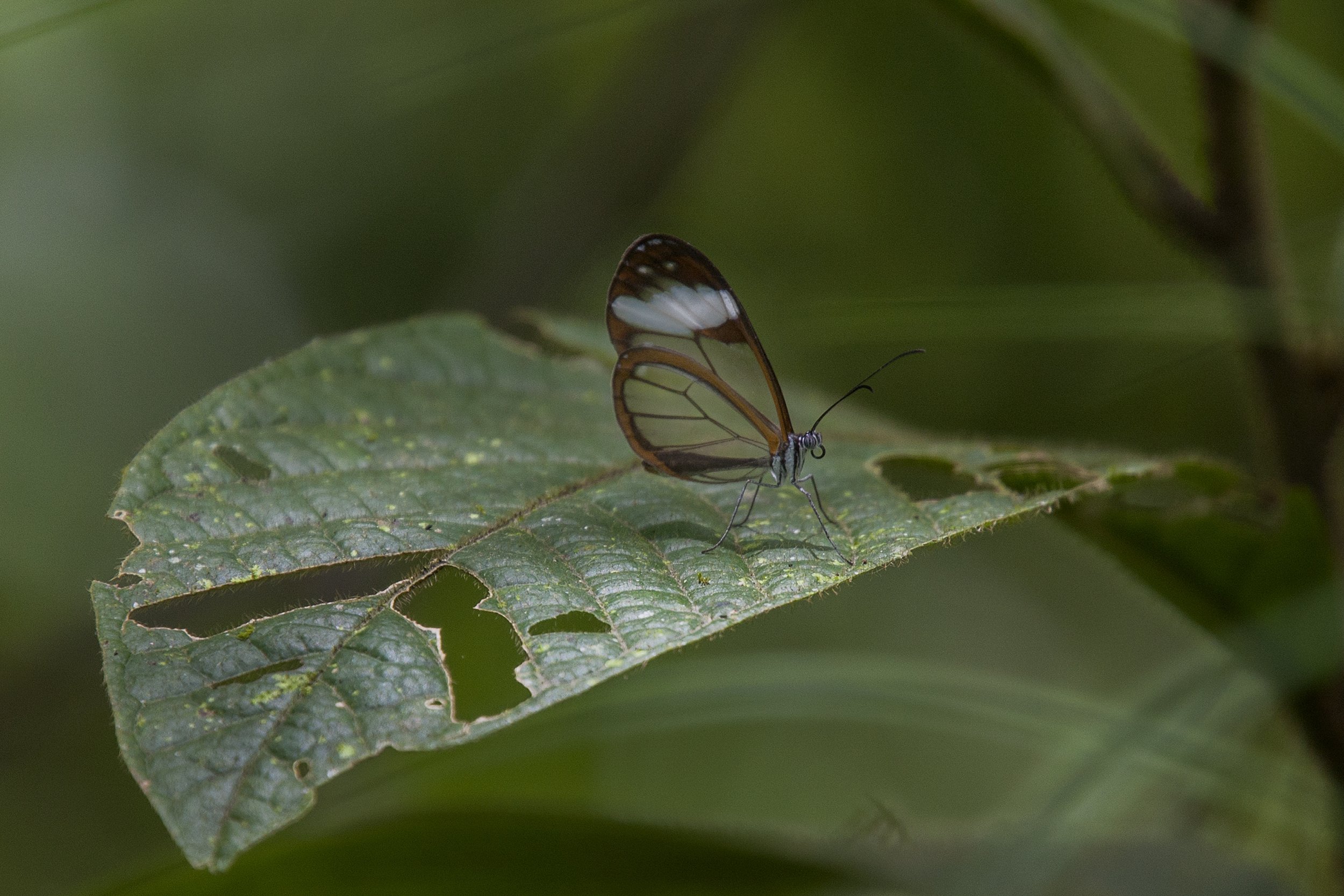 Glasswing Butterfly