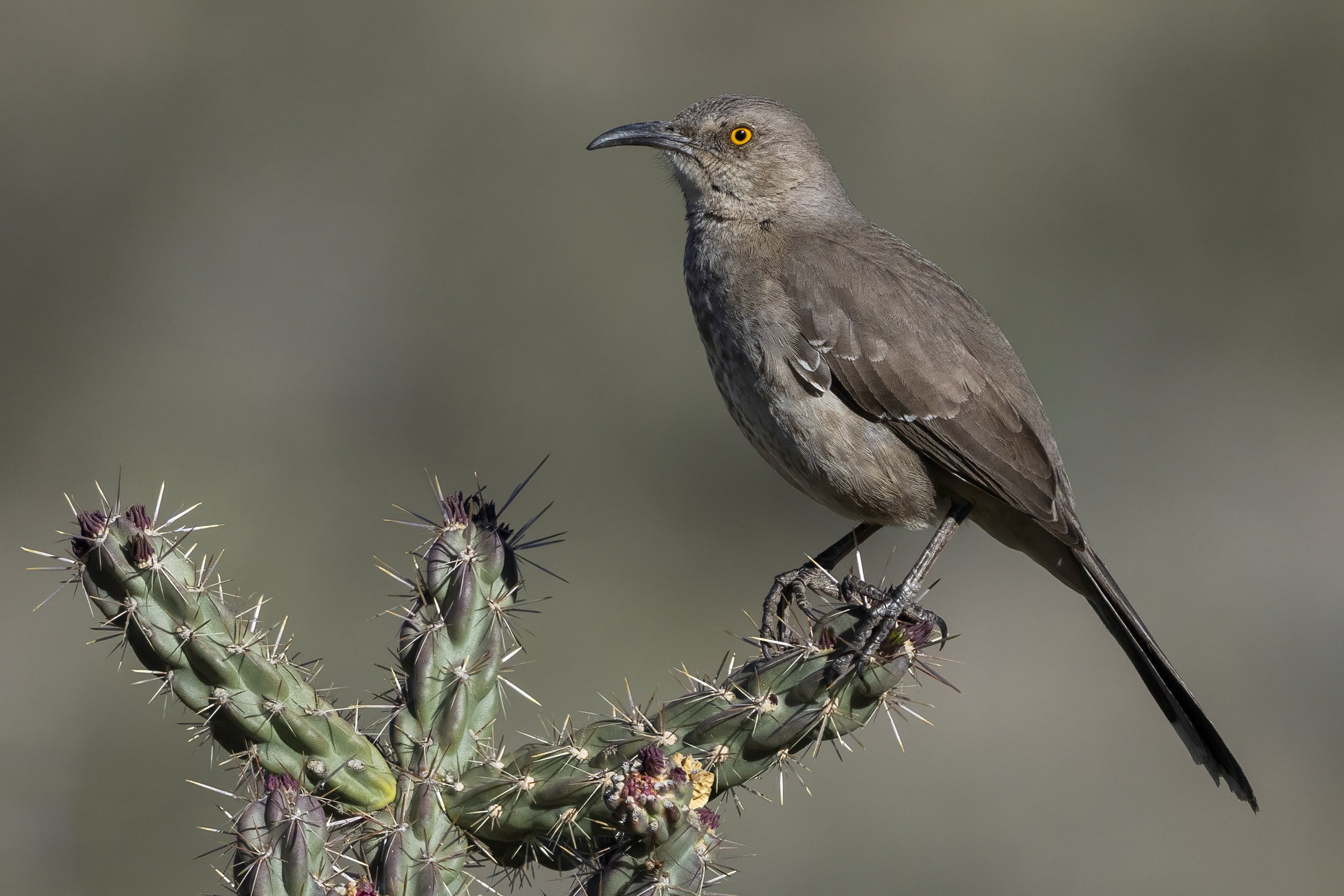Curve Billed Thrasher