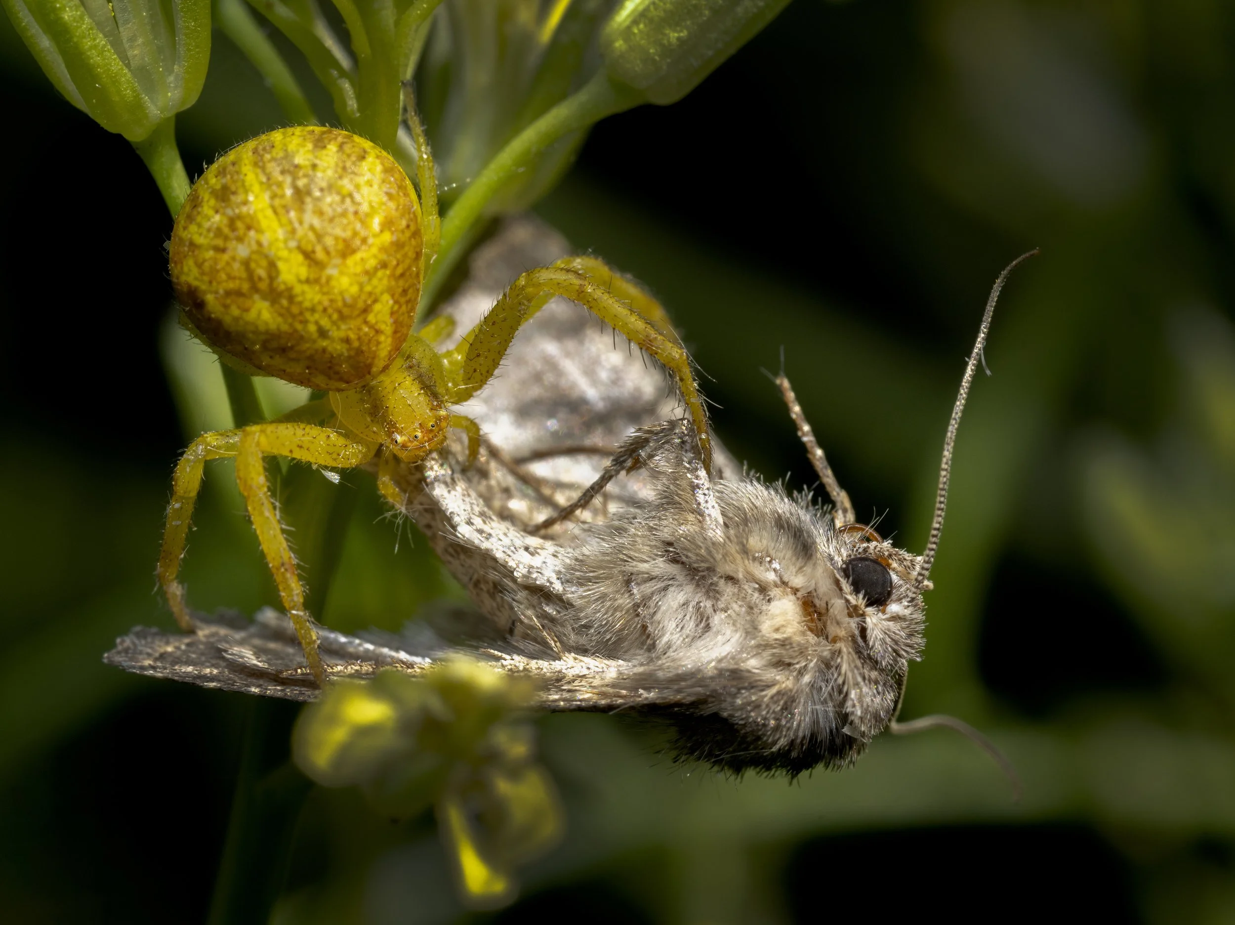 A7509177-Edit.jpg