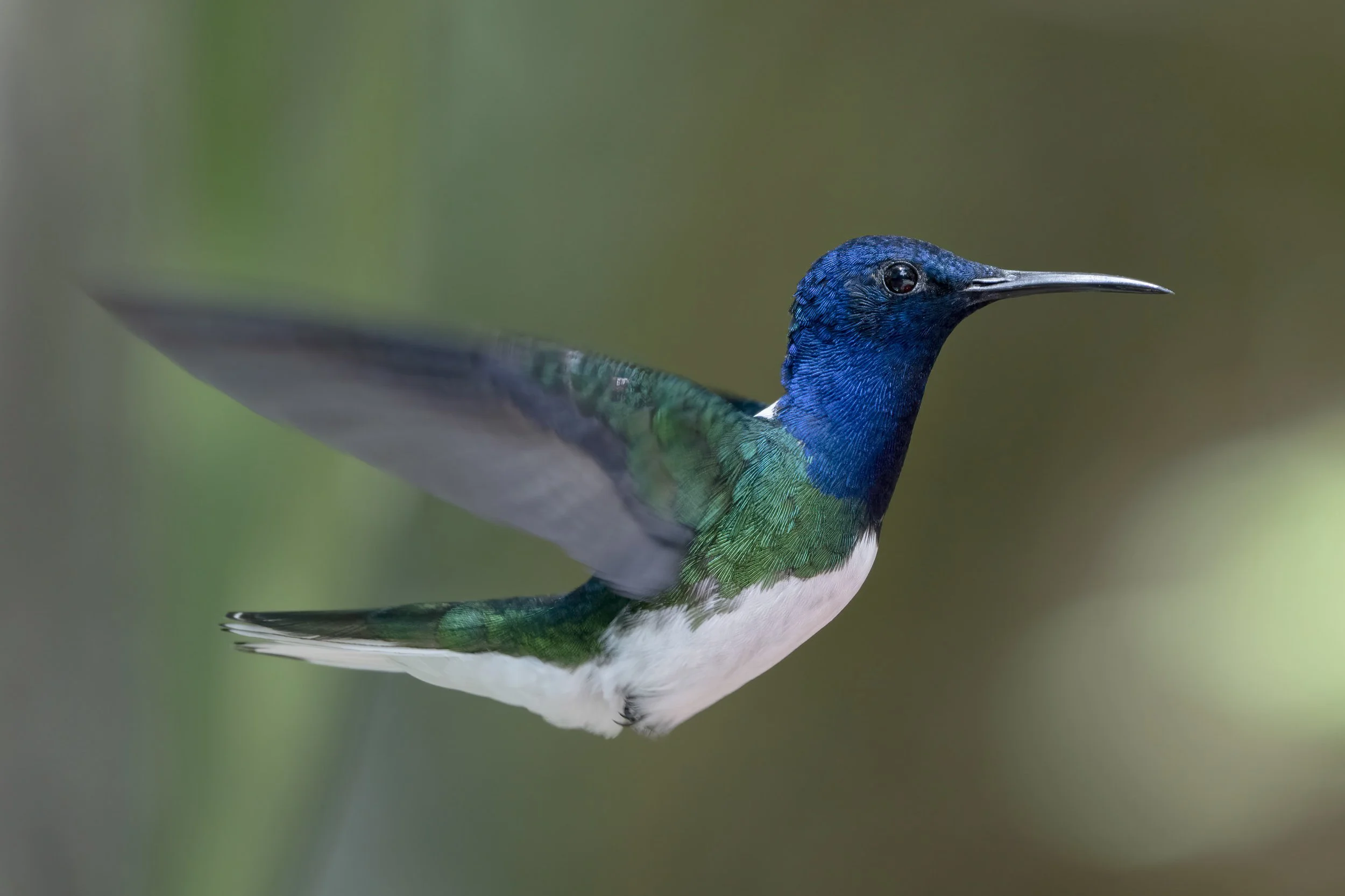 White Necked Jacobin