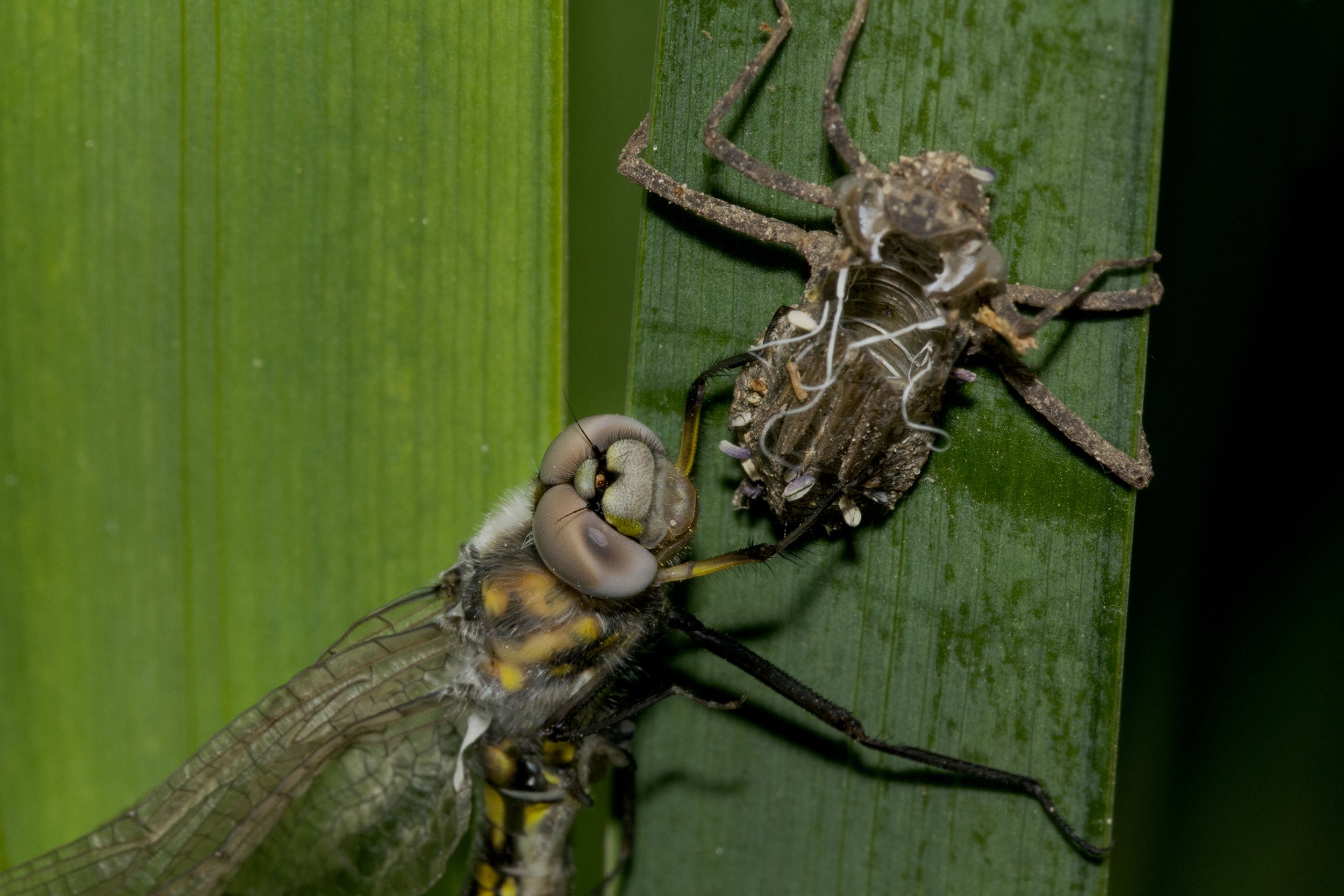 Dot Winged Baskettail_DSC05278.jpg