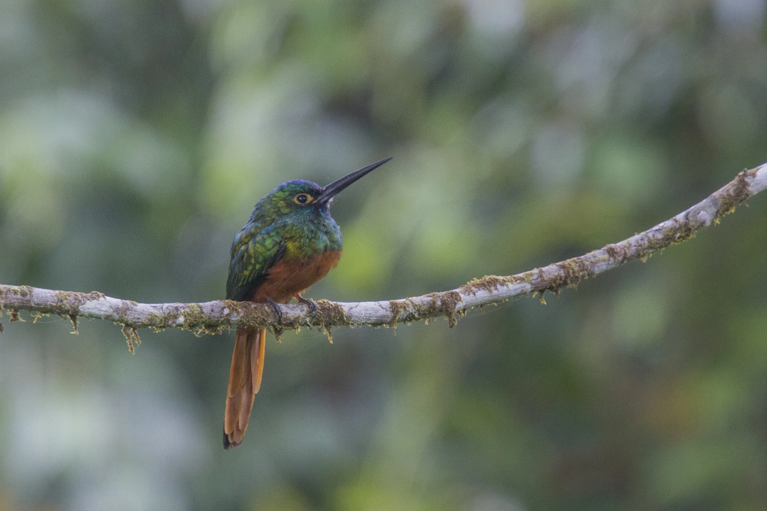 Coppery Chested Jacamar