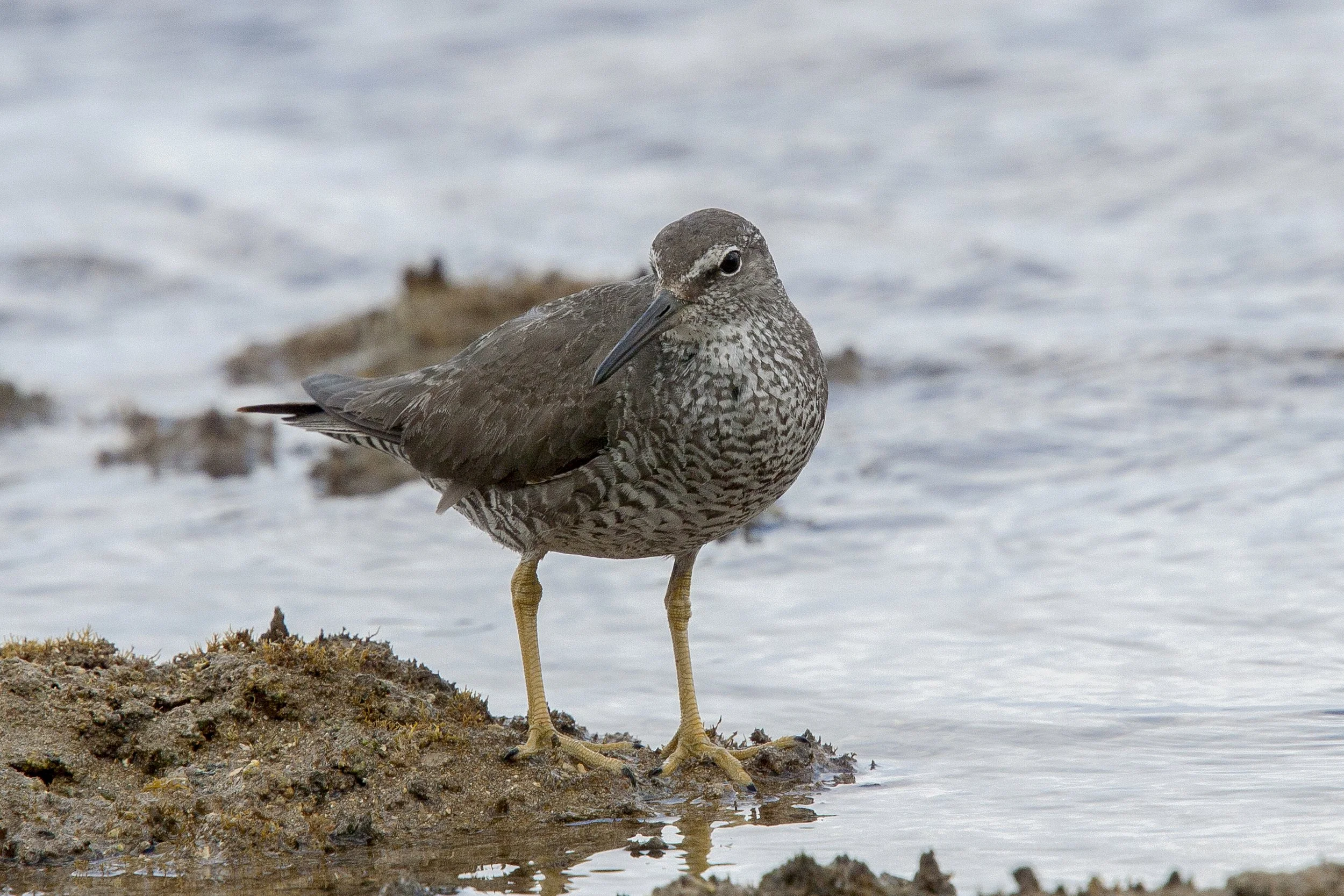  Wandering Tattler
