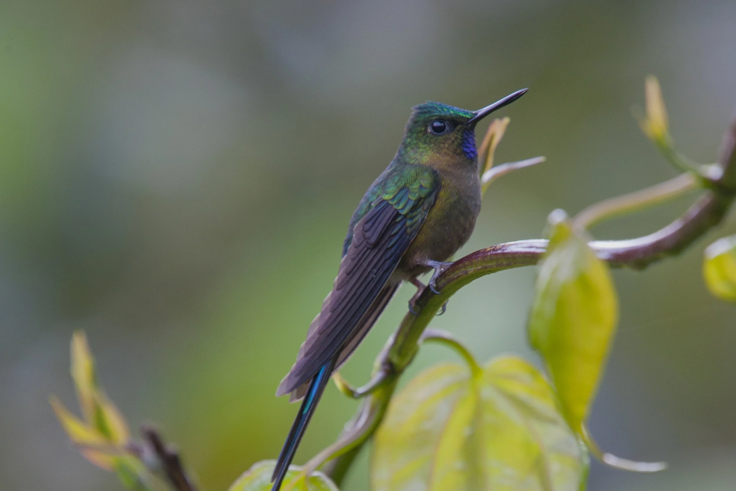 Violet Tailed Sylph