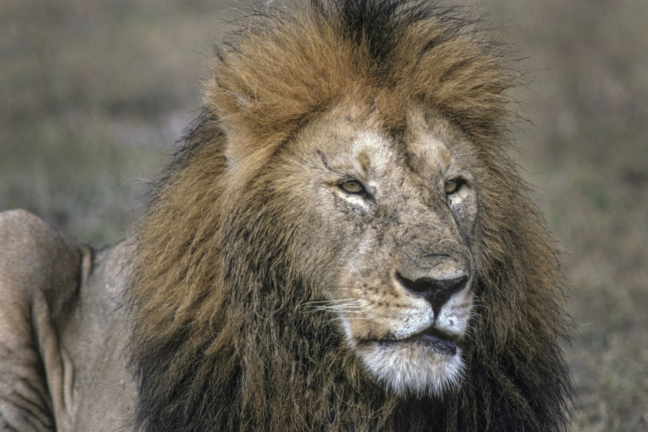 Lion