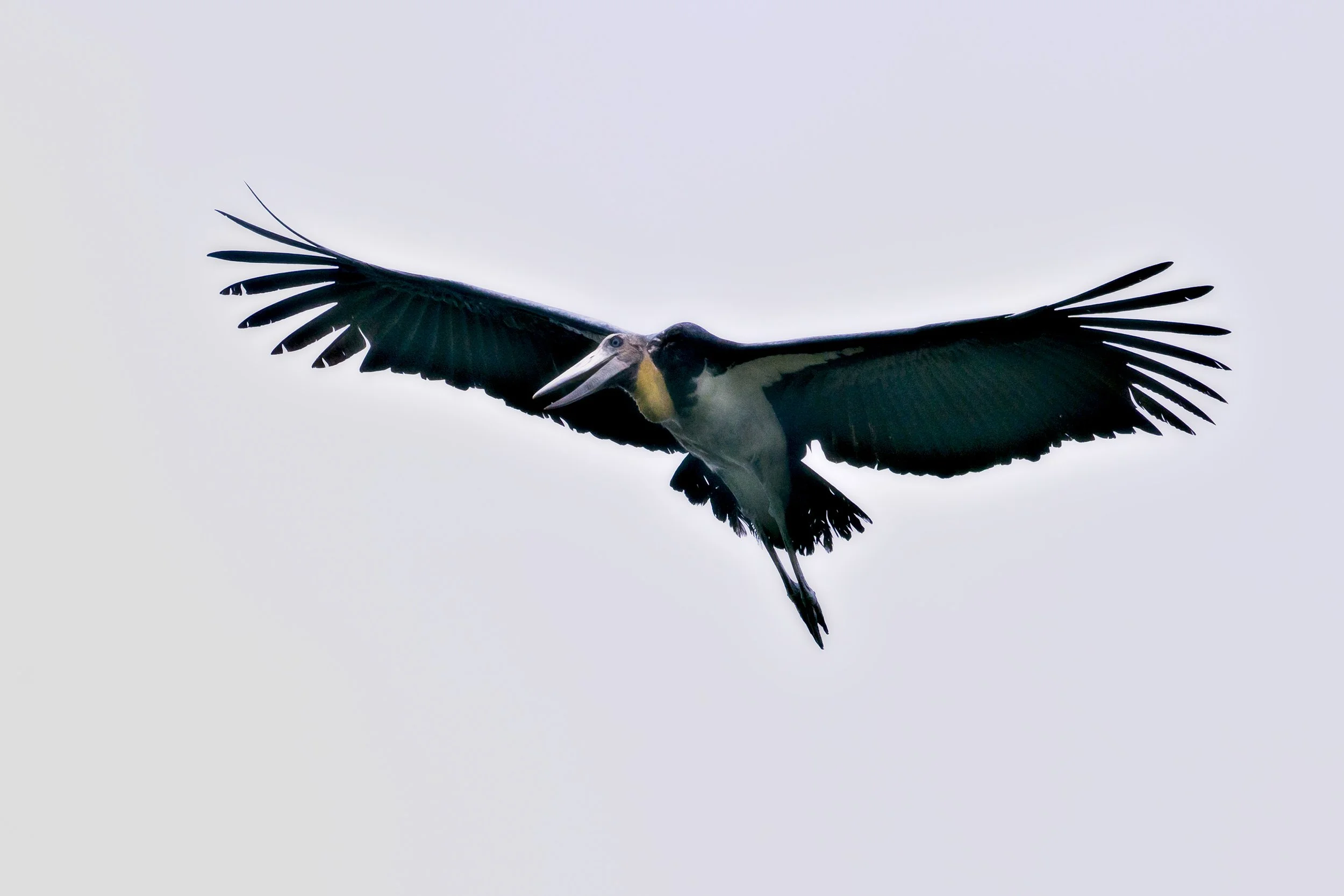 Lesser Adjutant Stork