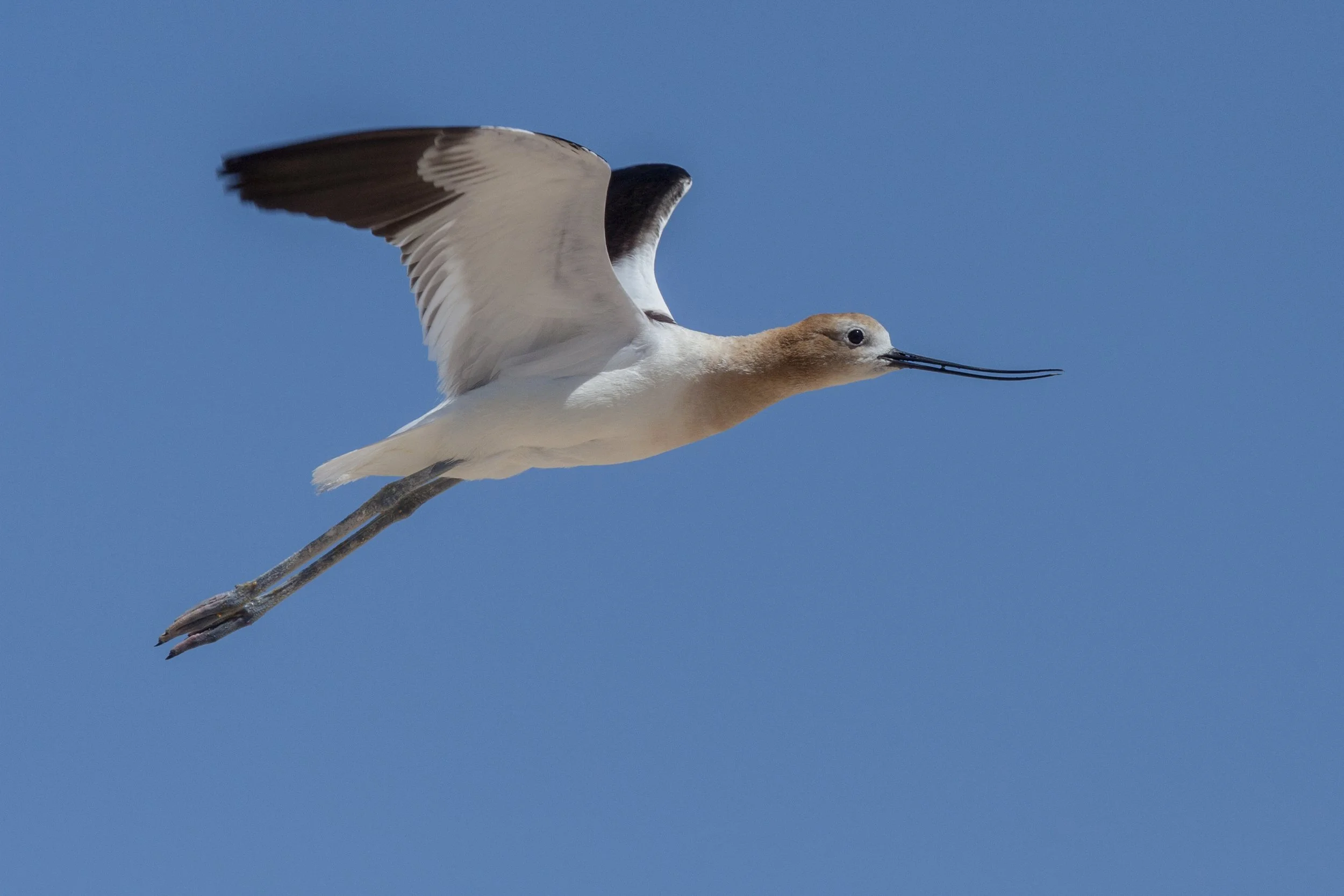 American Avocet