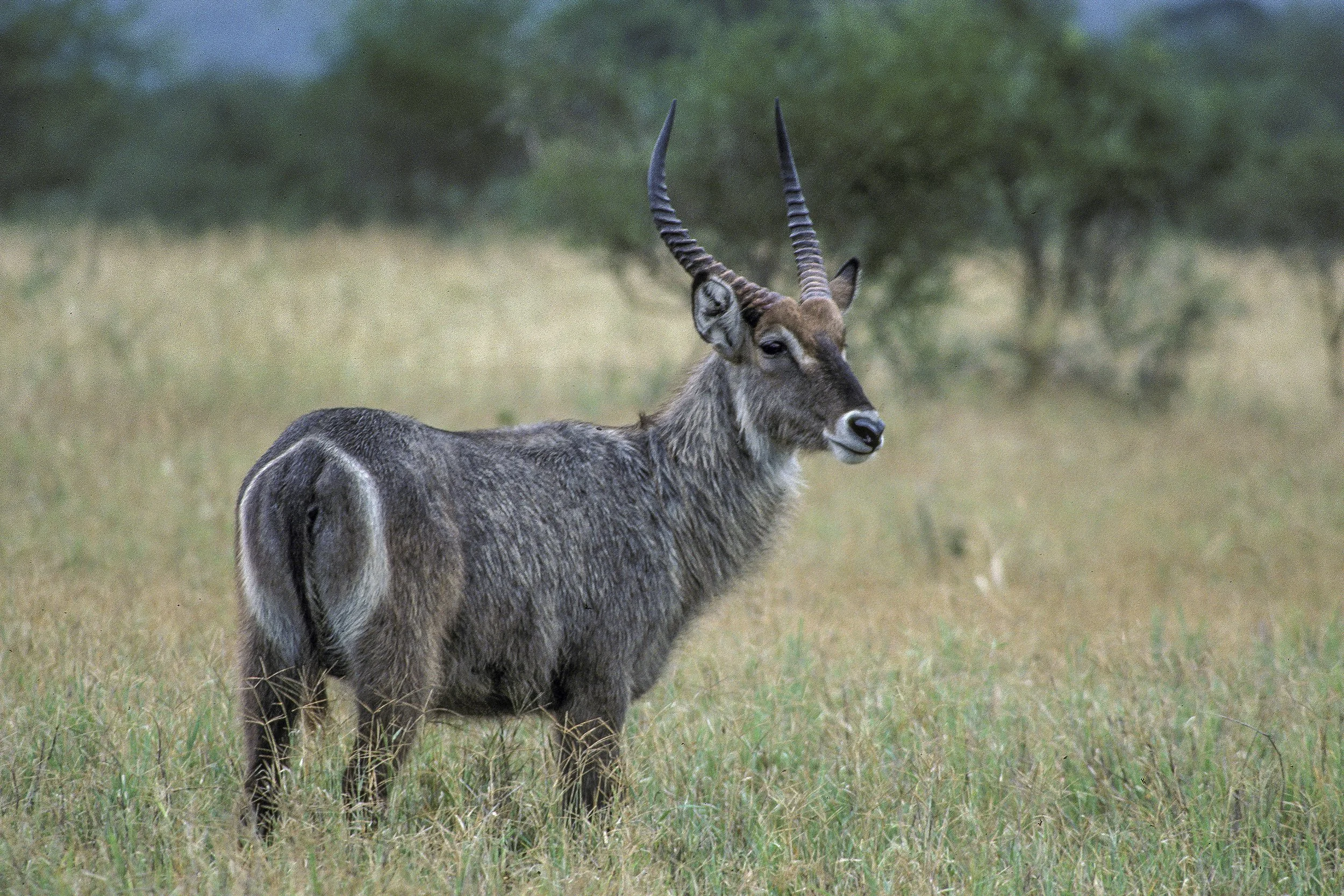 Waterbuck