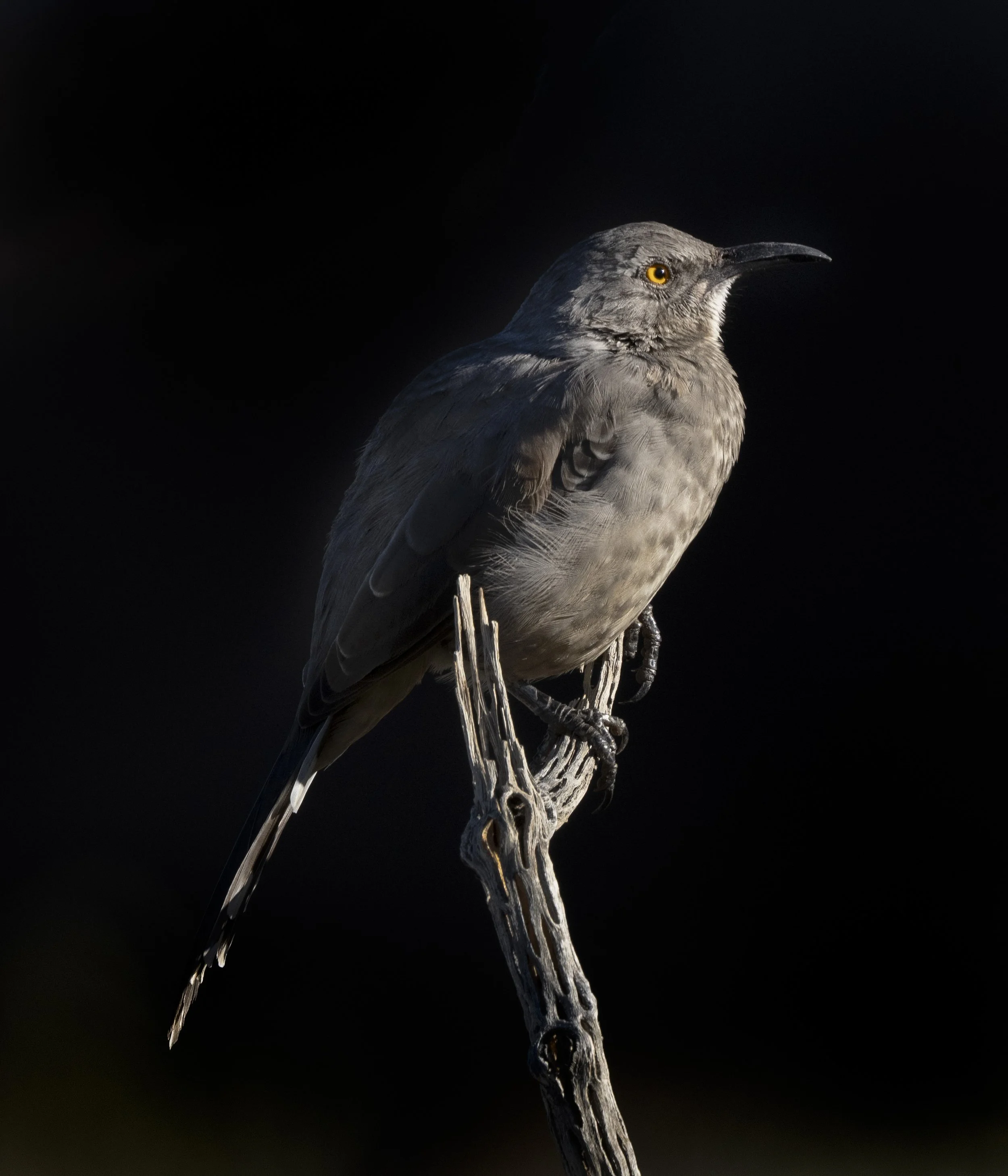 Curve Billed Thrasher