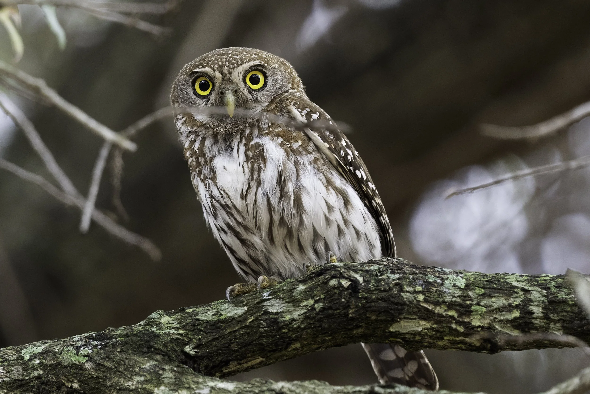 Pearl Spotted Owlet