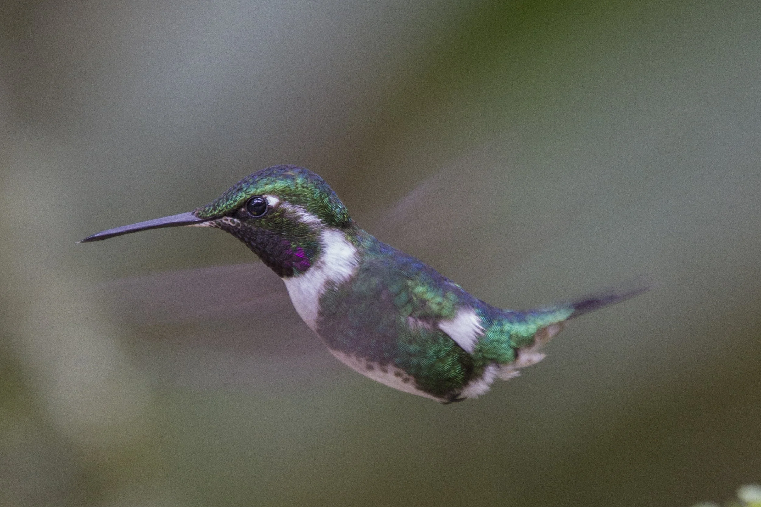 White Bellied Woodstar