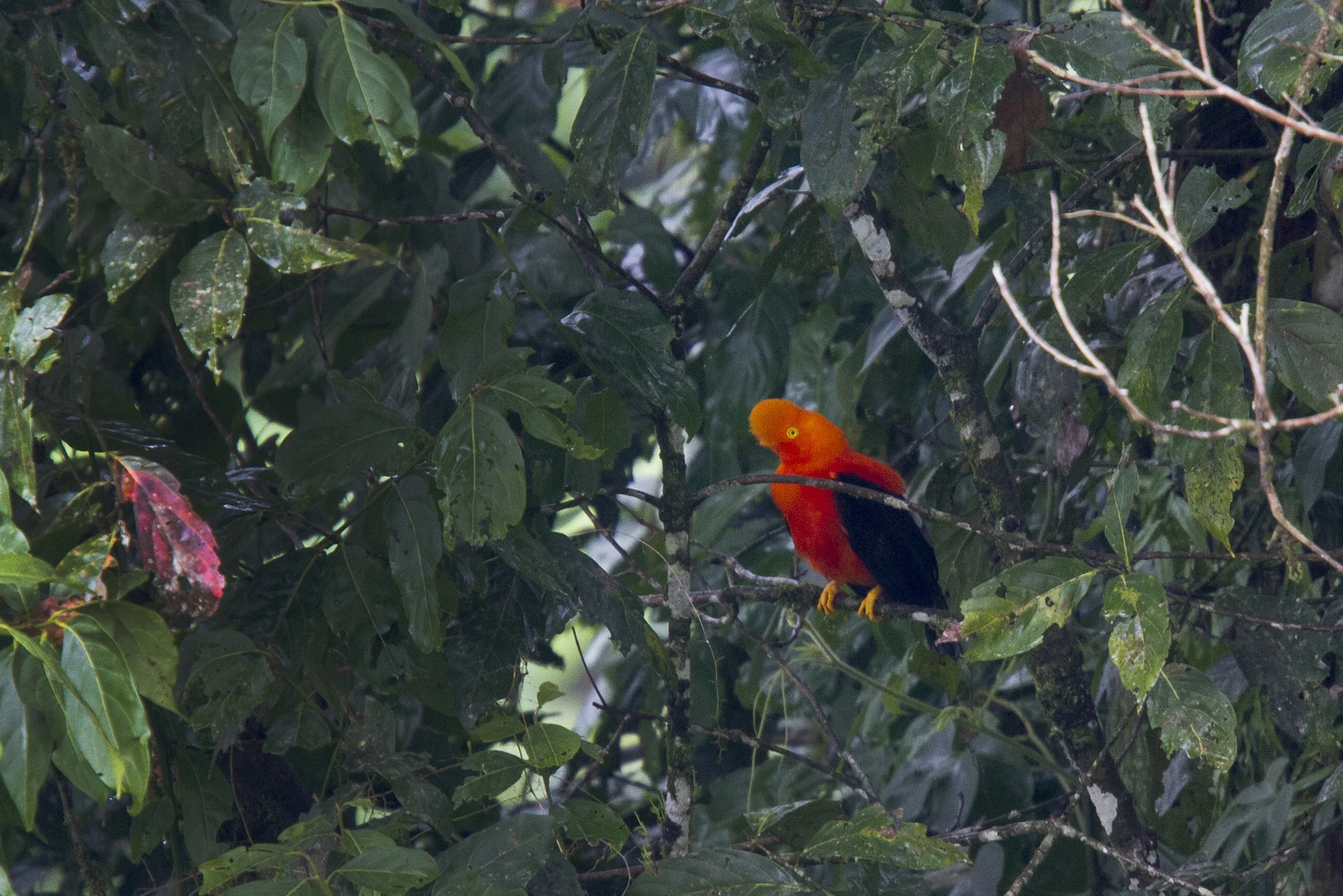 Andean Cock of the Rock