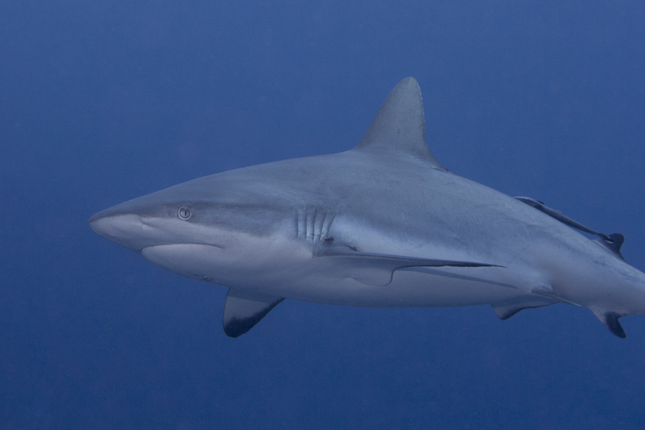 Grey Reef Shark