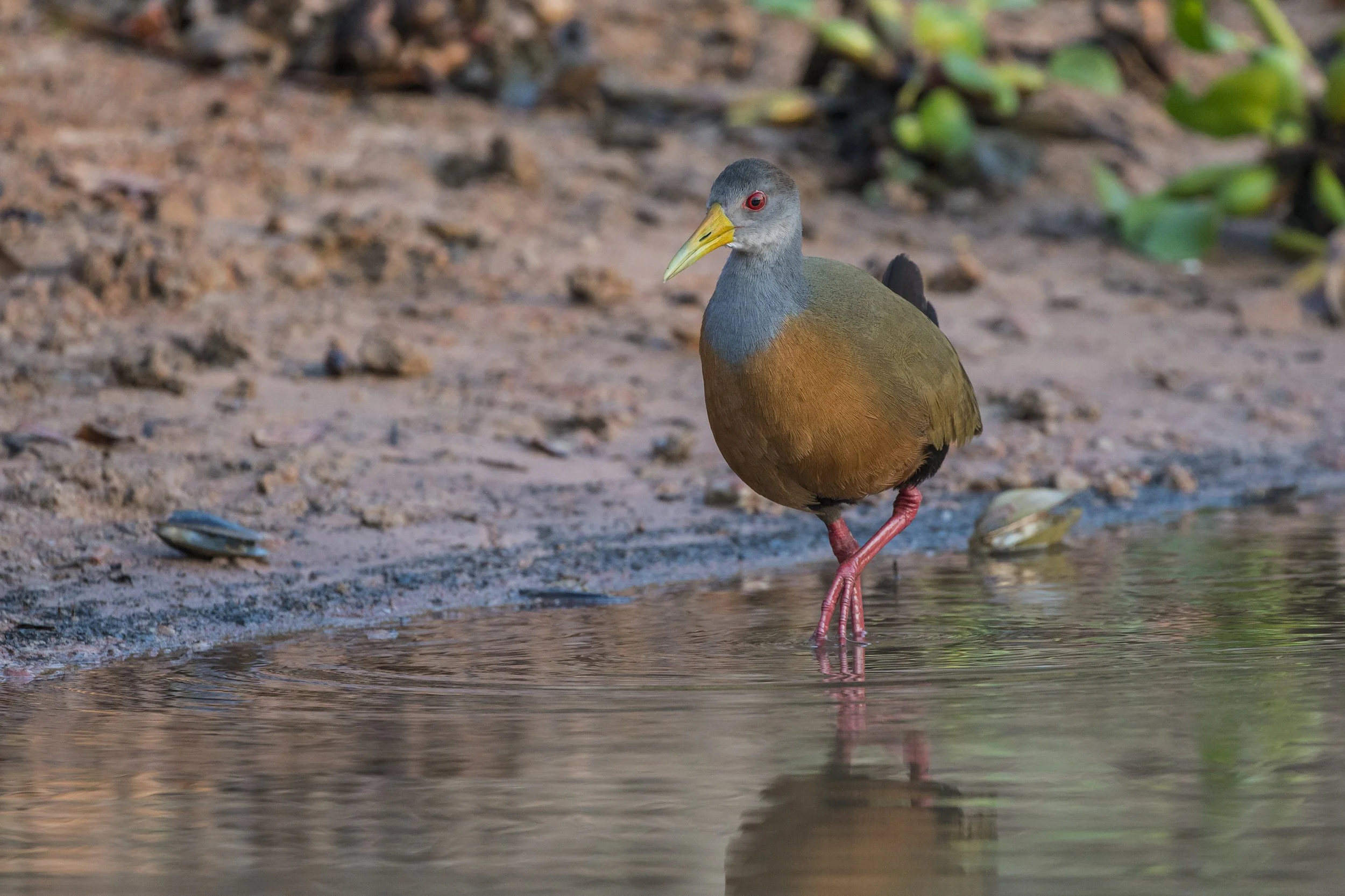 Gray Cowled Wood Rail