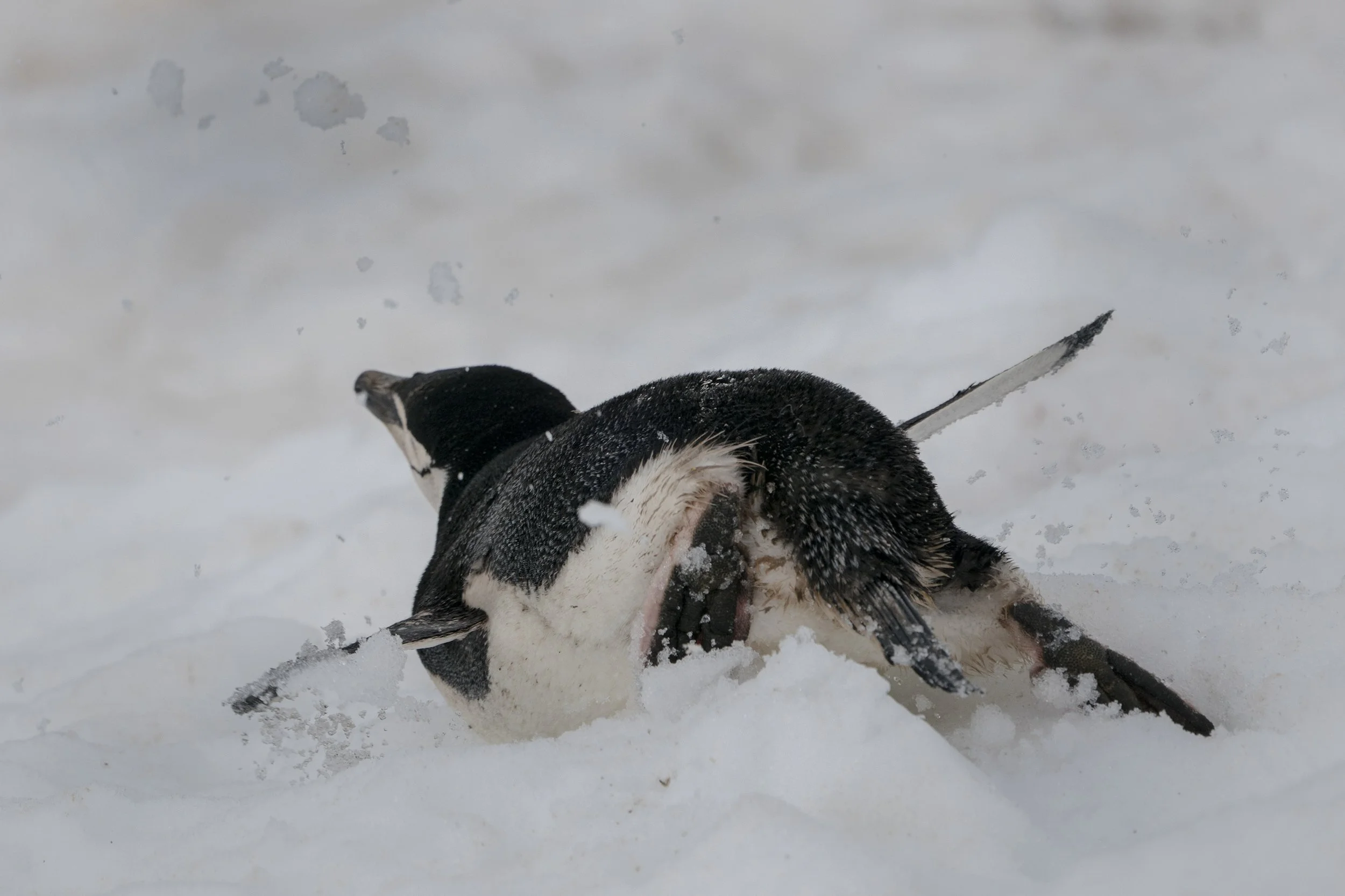 Chinstrap Penguin
