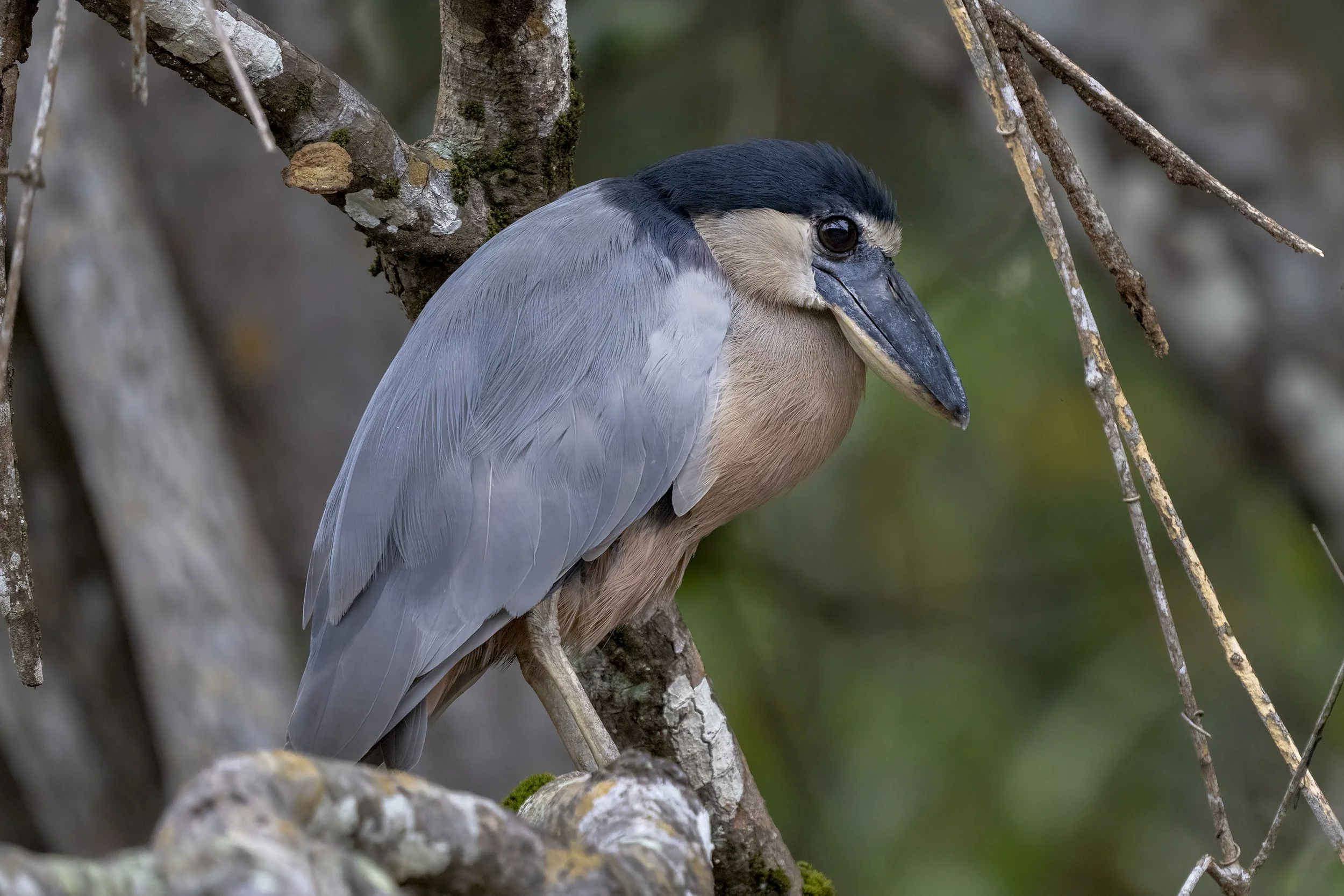 Boat Billed Heron