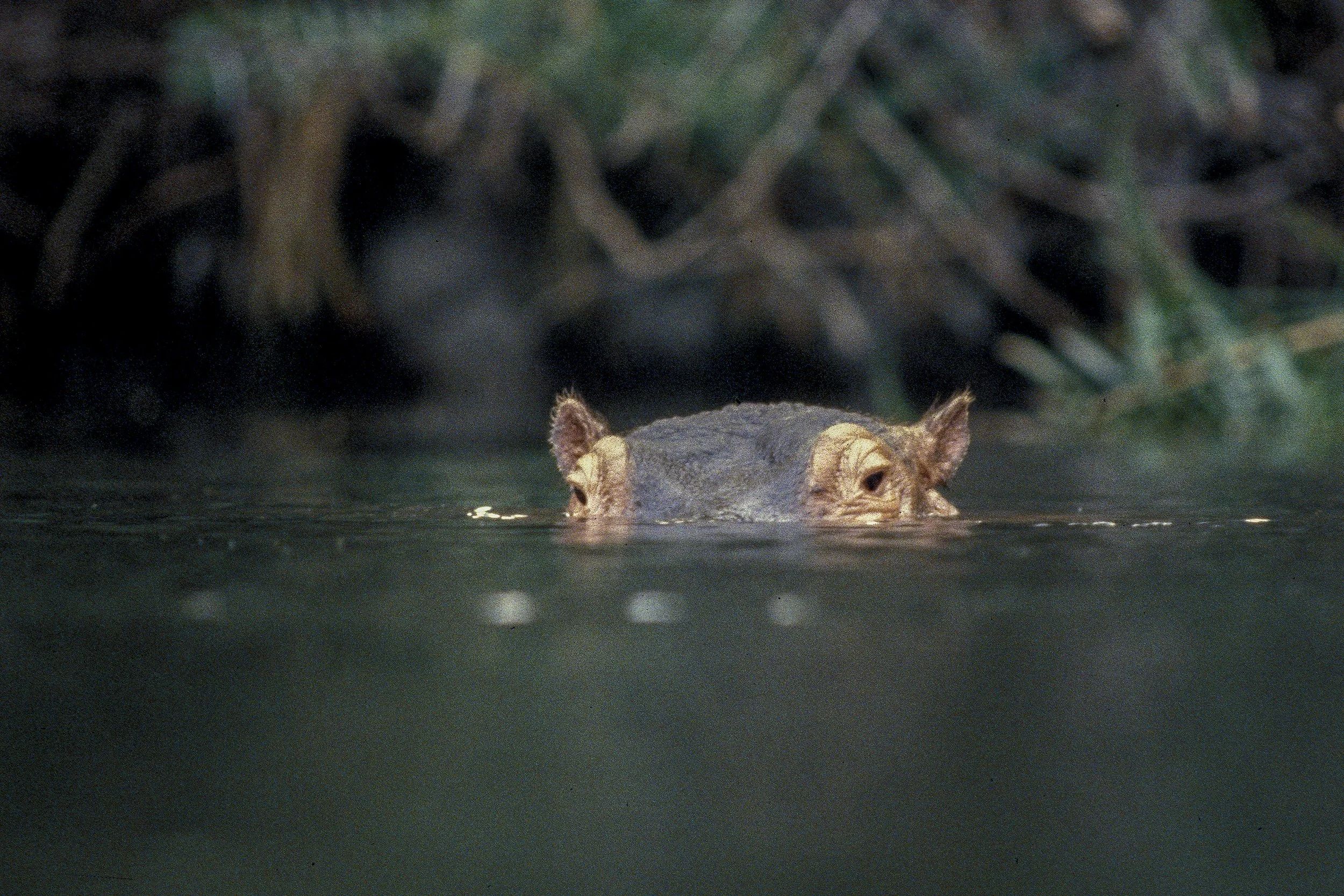 Hippopotamus, Kenya