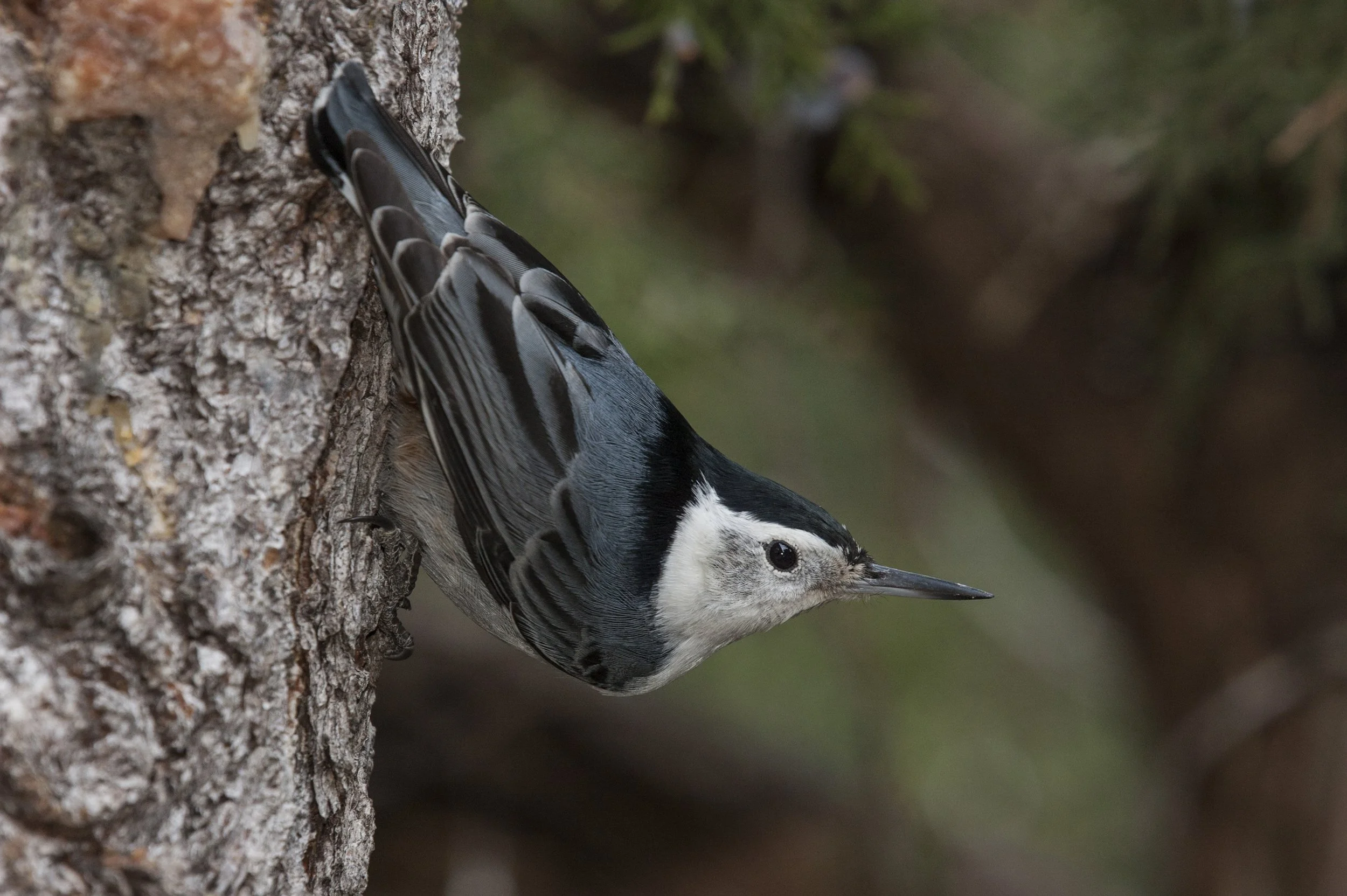 White-breasted Nuthatch