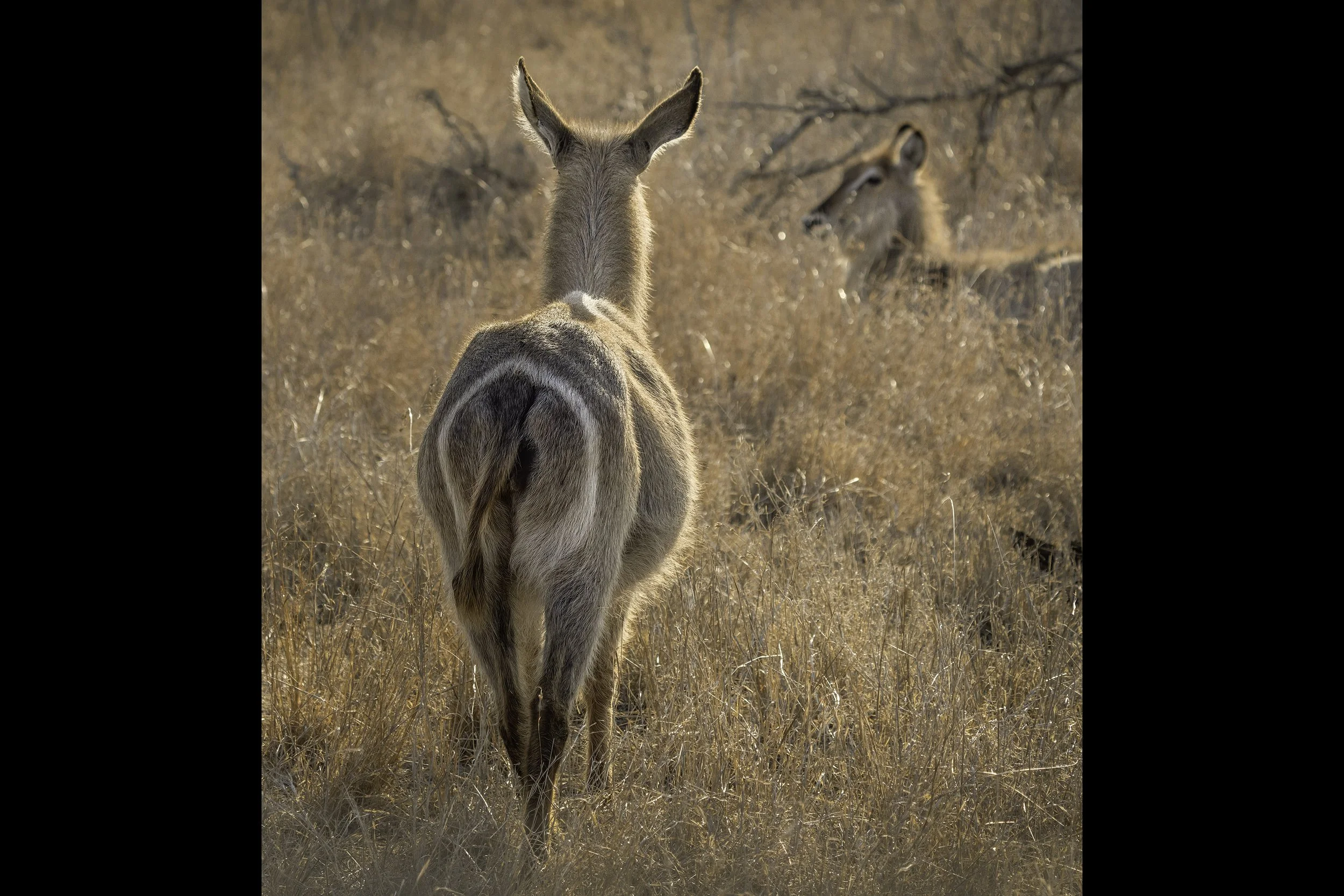 Waterbuck