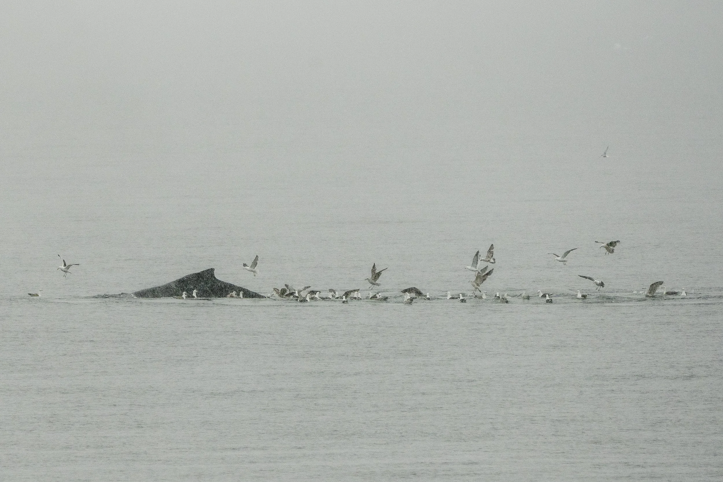 Humpback Whale