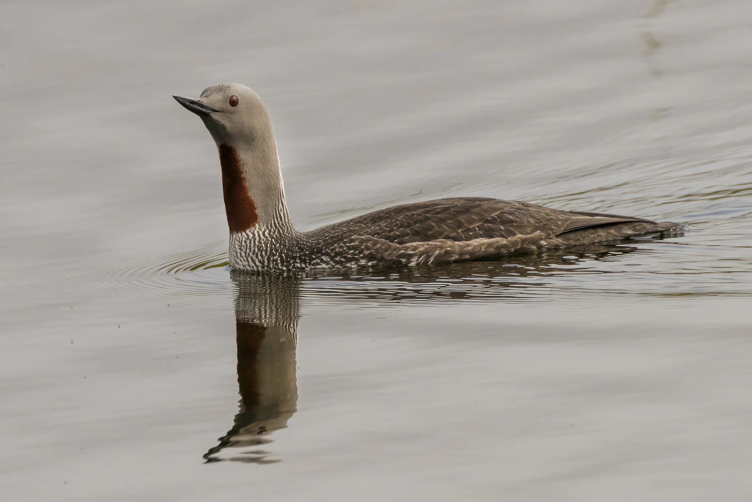 Red Throated Loon