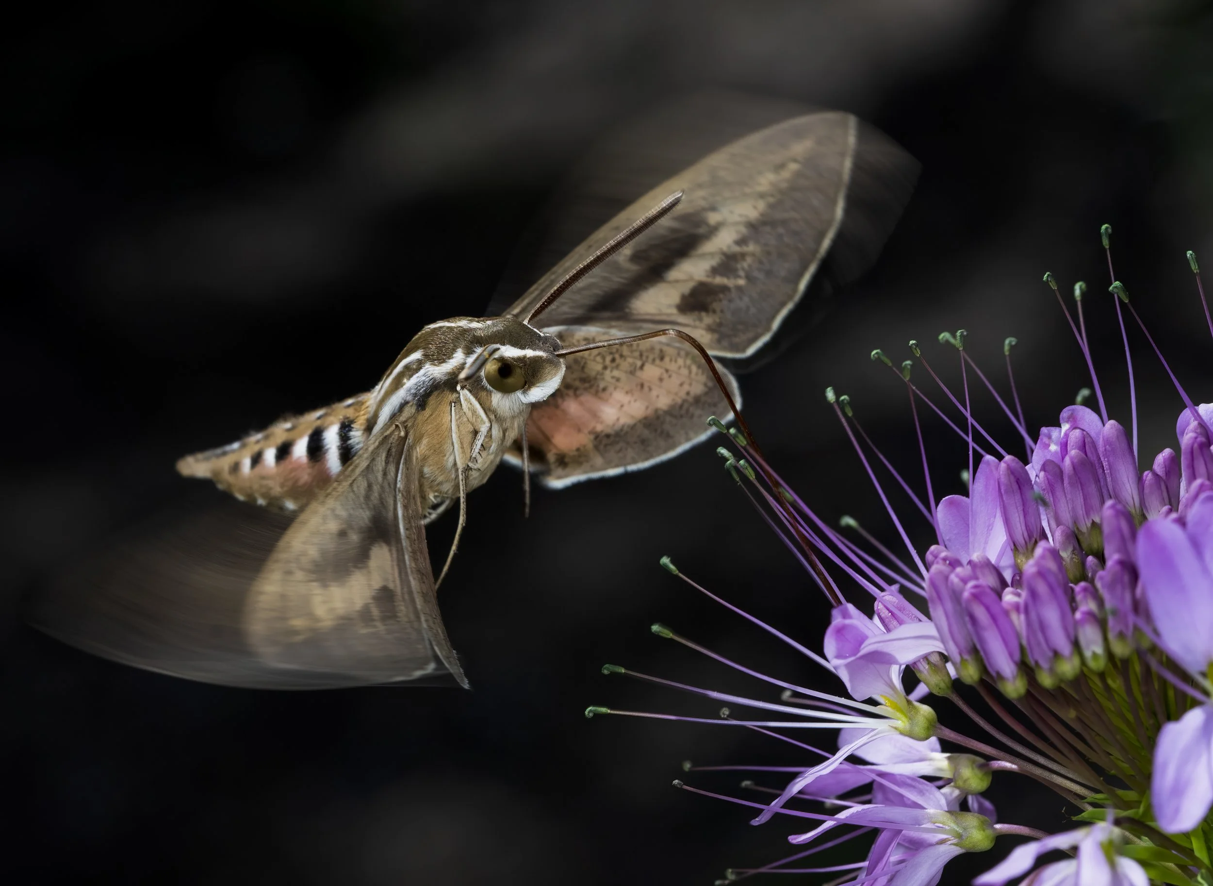 A1_05203-Edit-Edit.jpg
