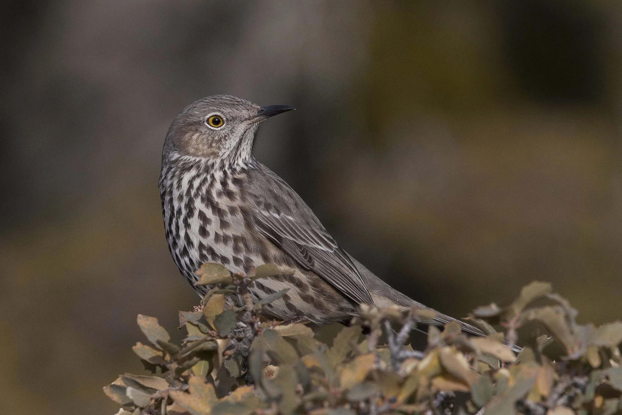 Sage Thrasher