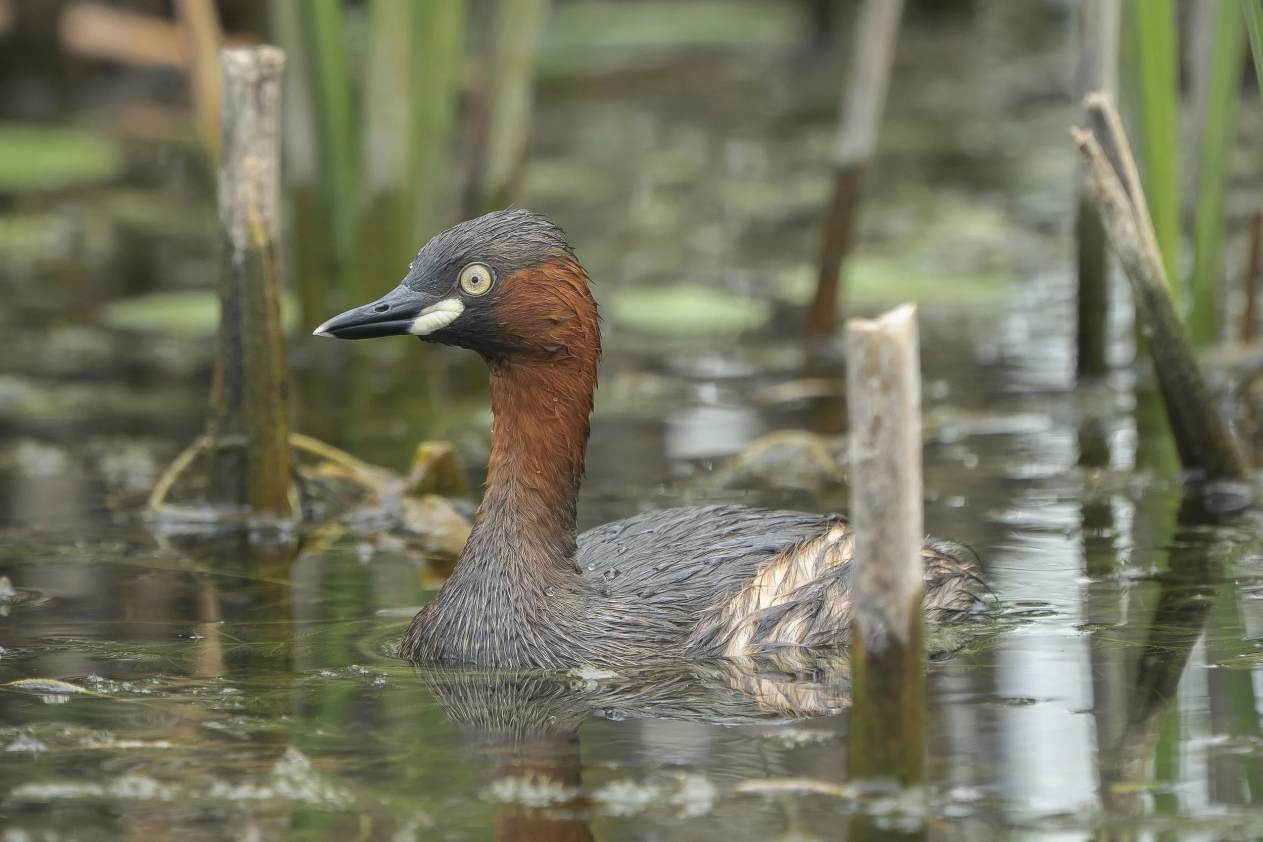 Little Grebe