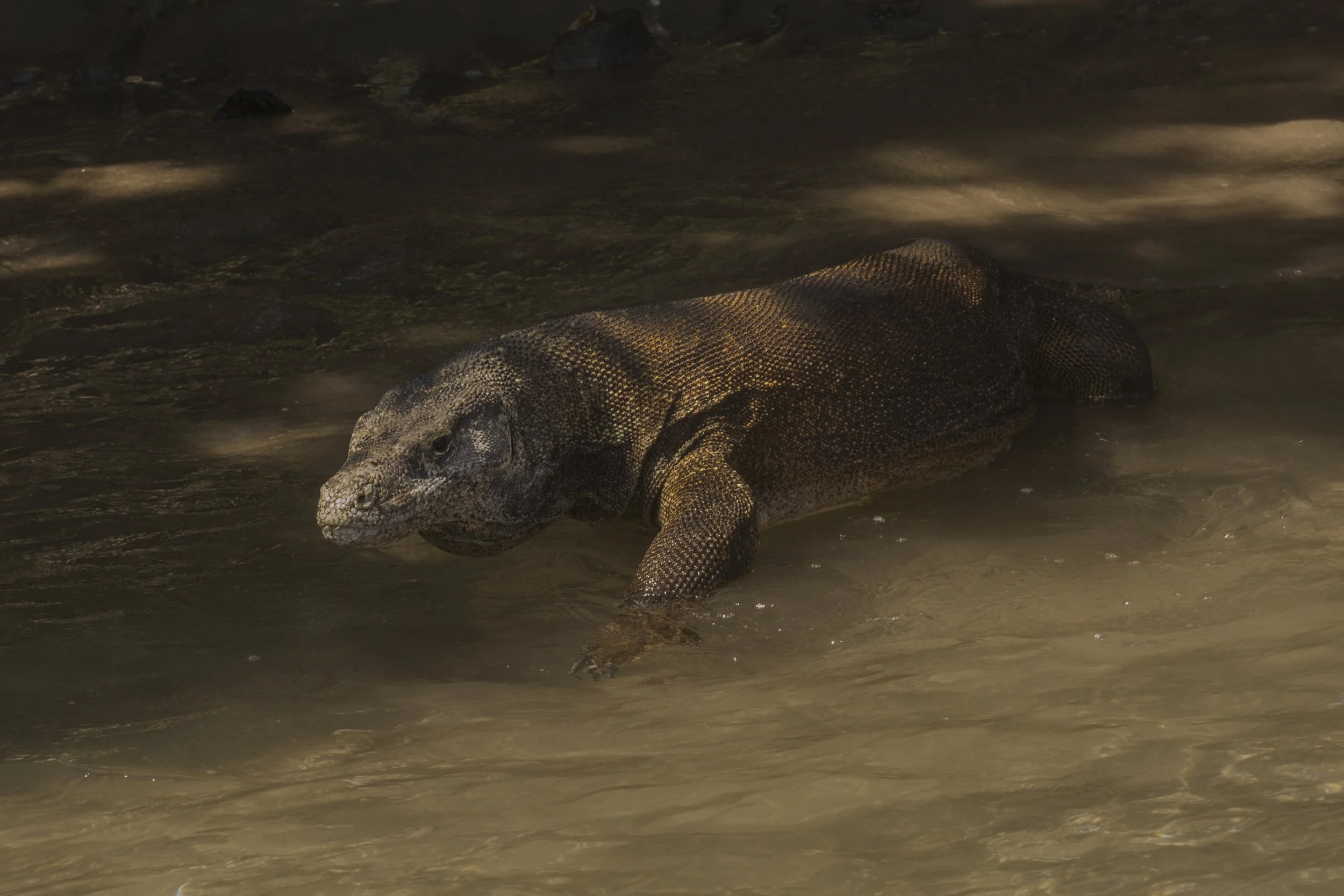 Komodo Dragon, Indonesia