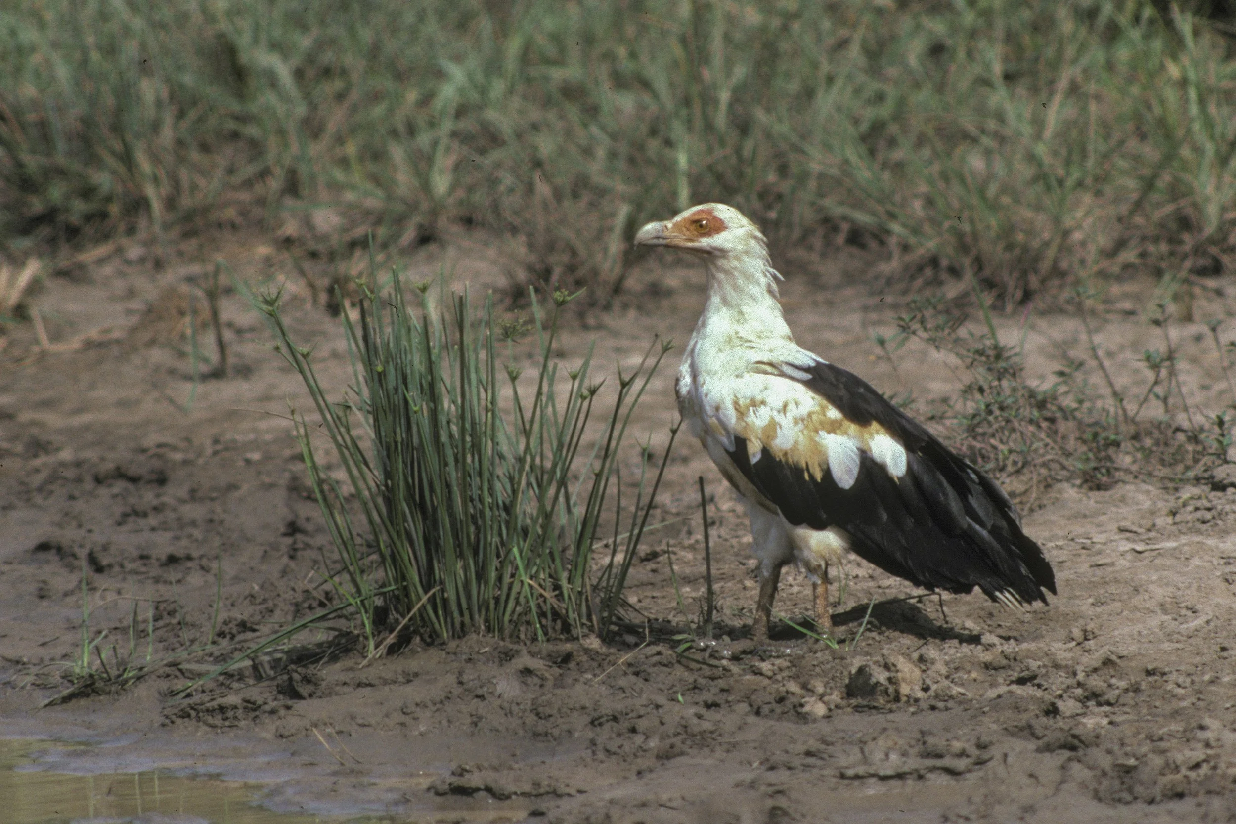 Palm Nut Vulture