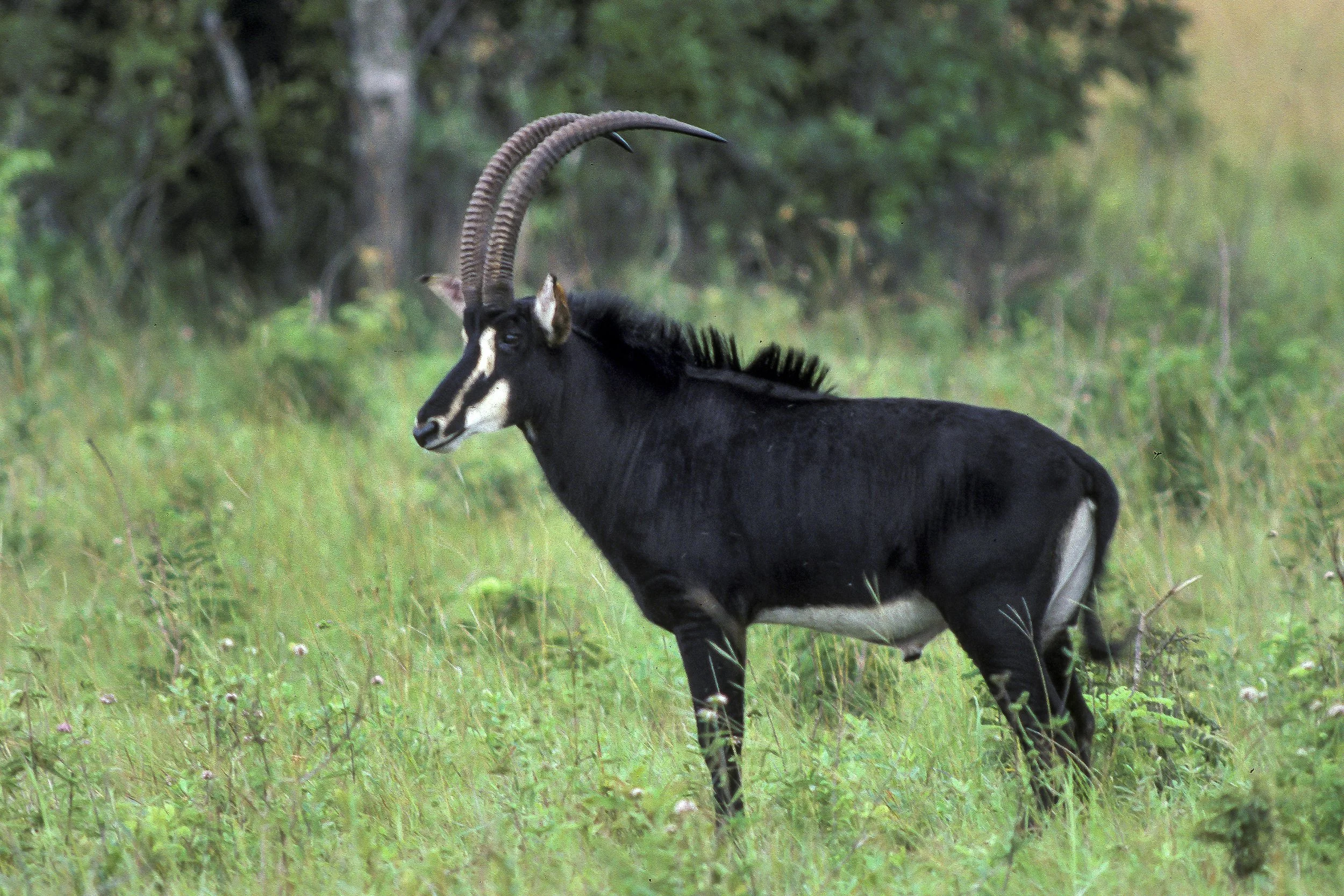Sable Antelope, Kenya