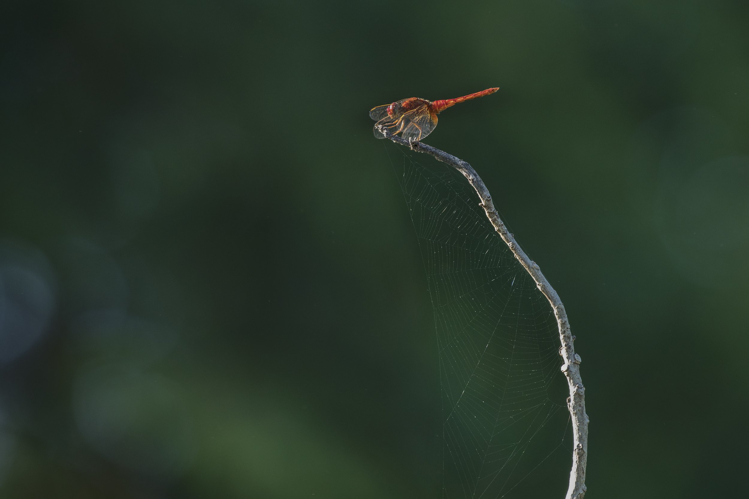 Komodo_DSC06888.jpg