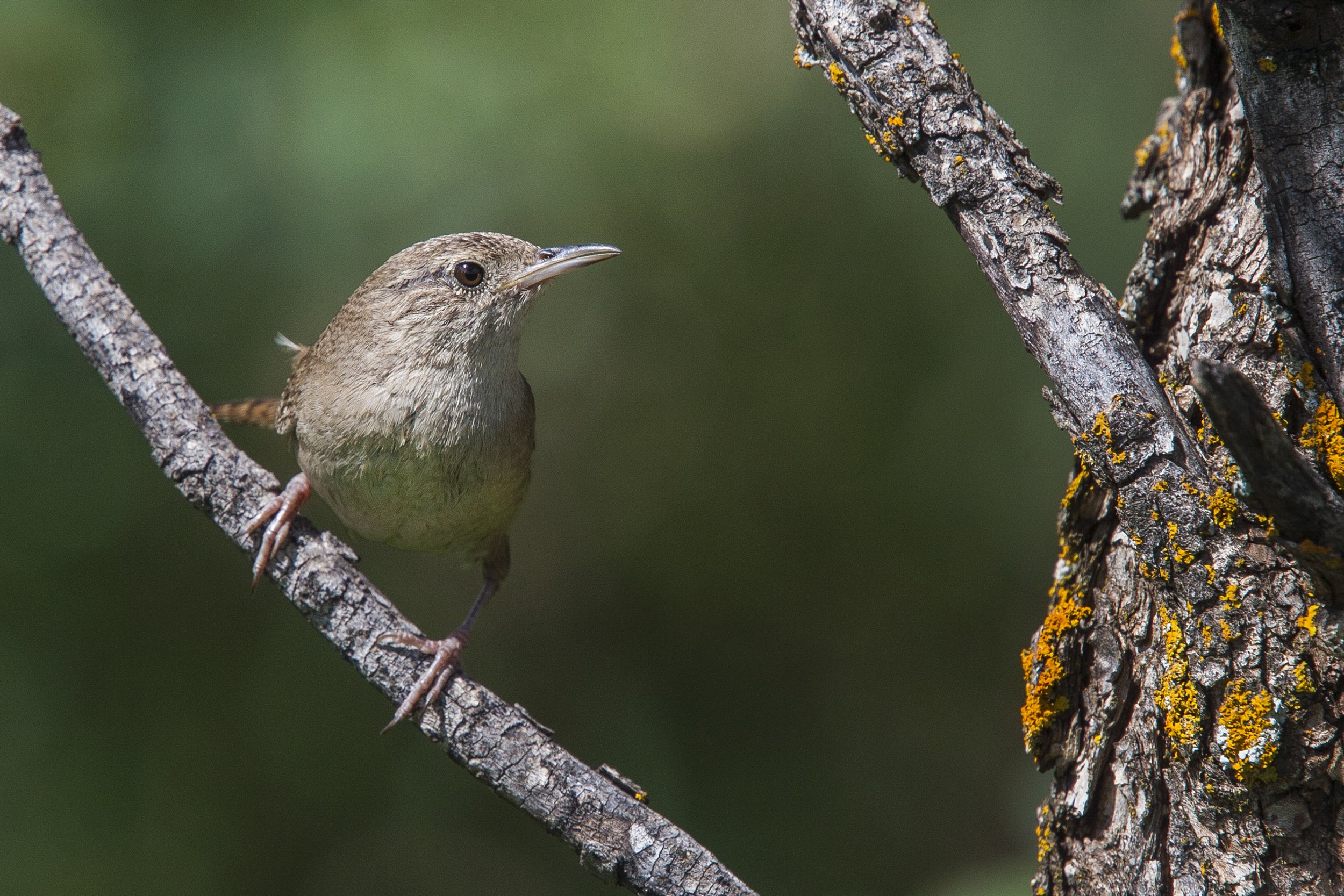 House Wren