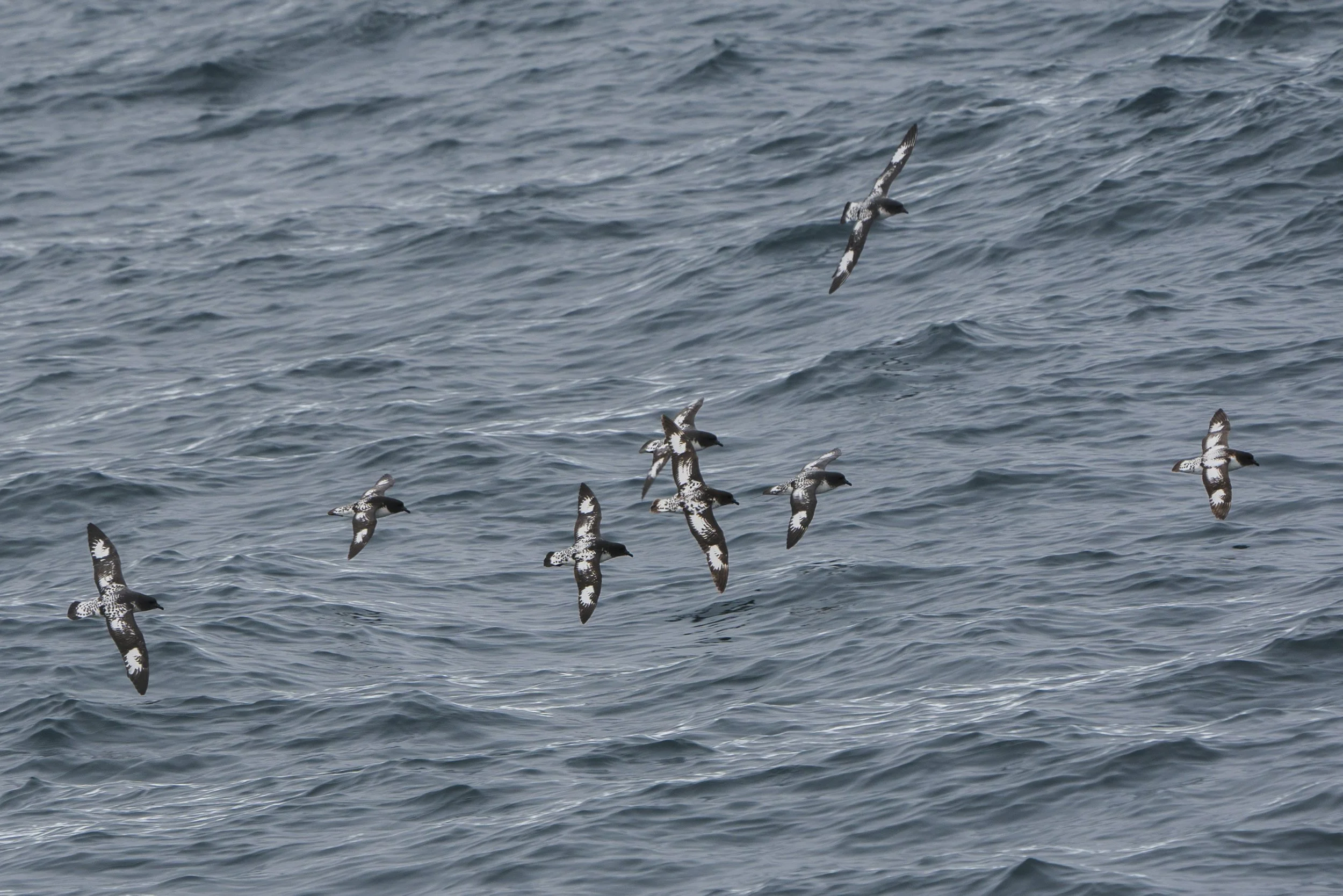 Cape Petrel
