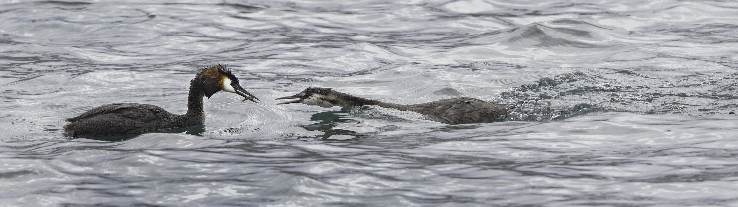 Great Crested Grebe