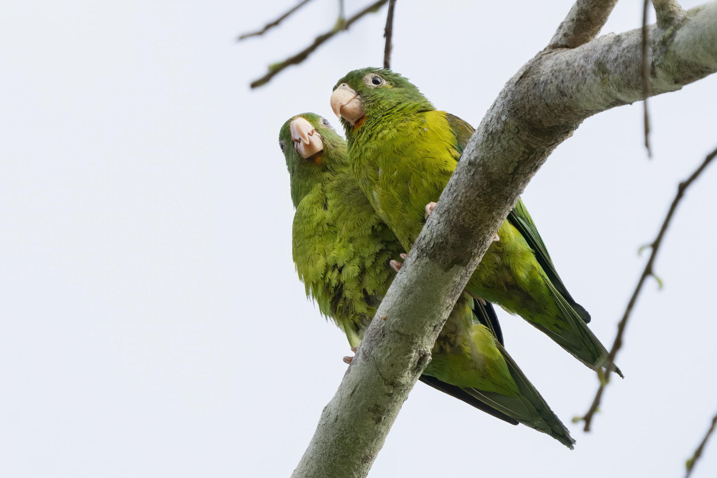 Orange Chinned Parakeet
