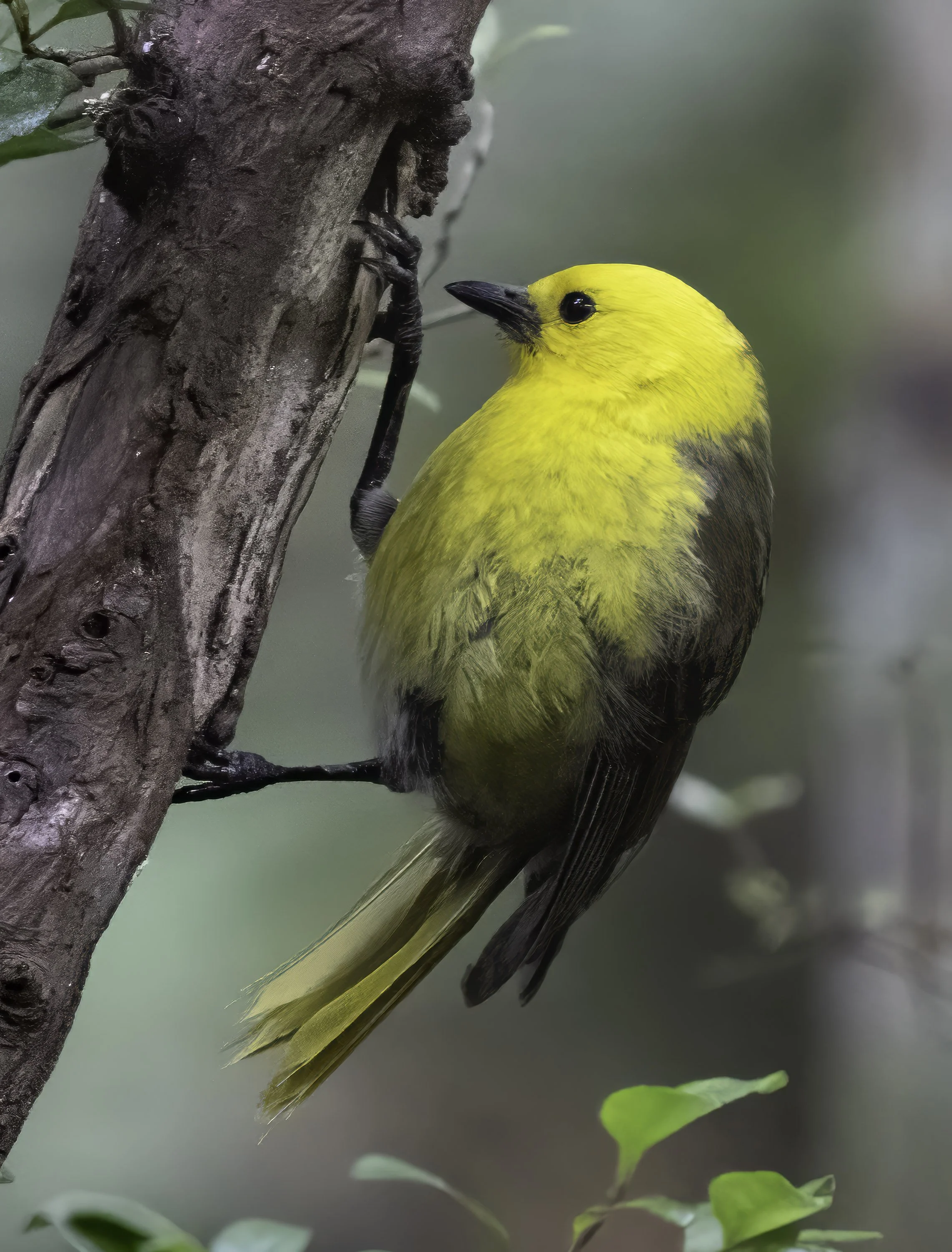 Yellowhead