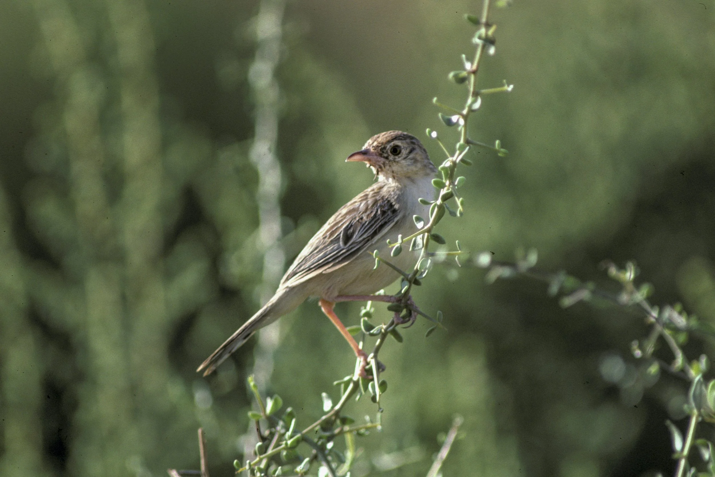 Ashy Cisticola