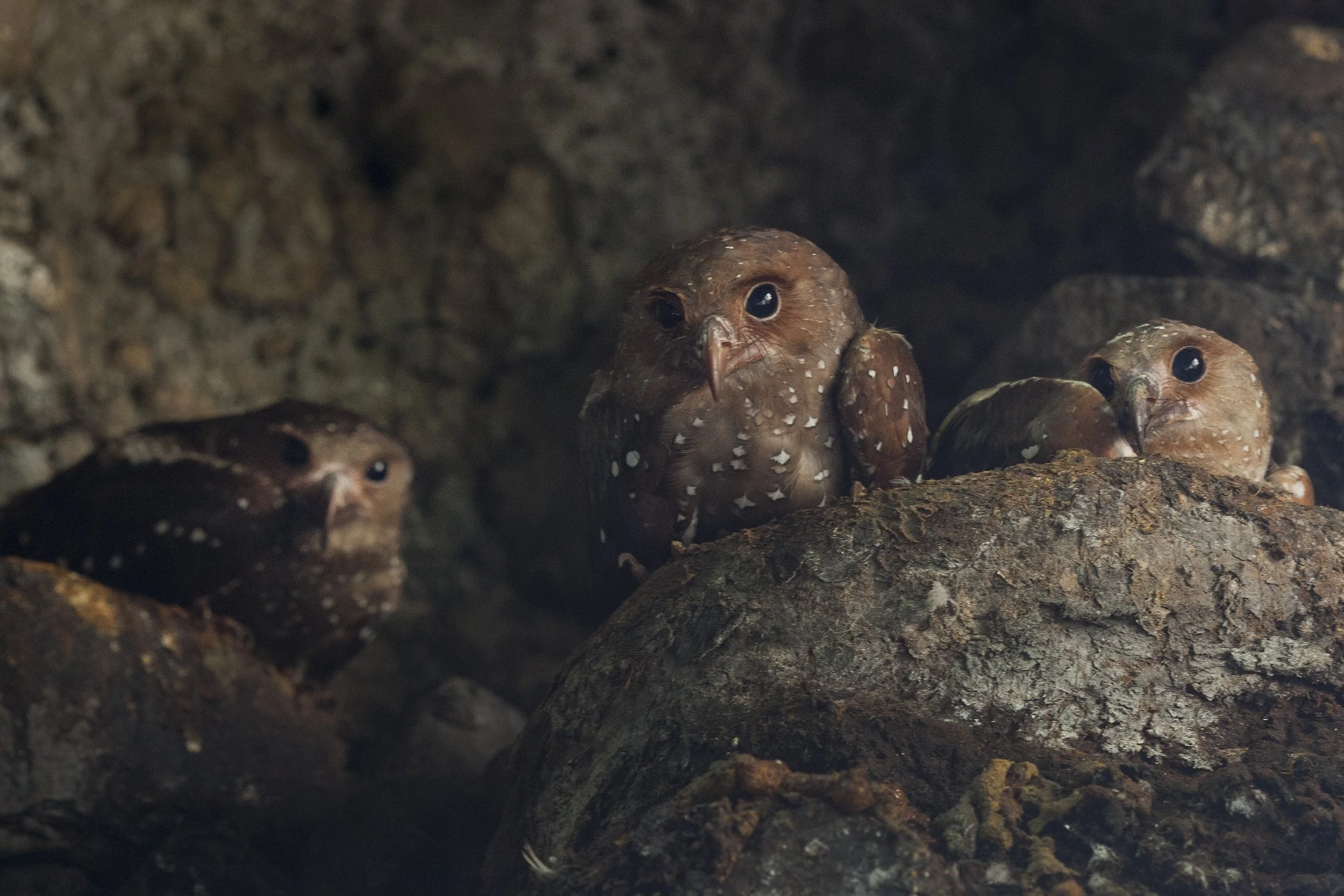 Oilbird