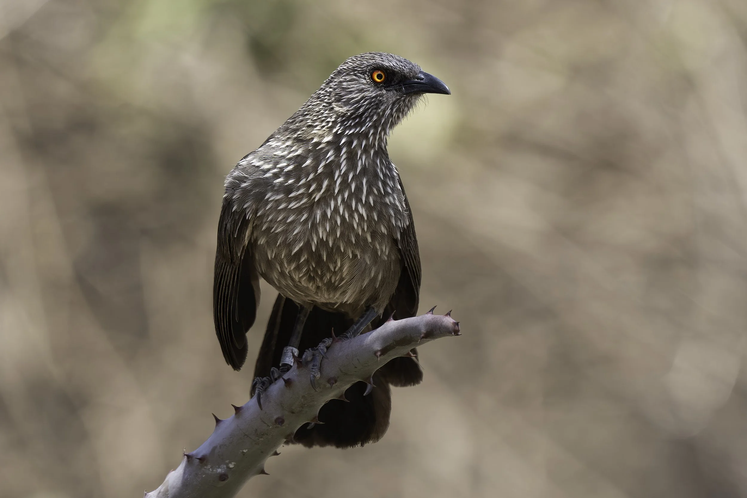 Arrow Marked Babbler