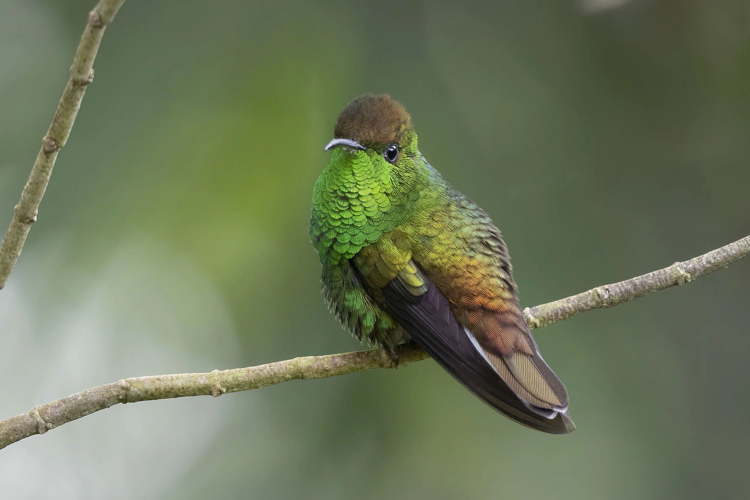 Coppery-headed Emerald