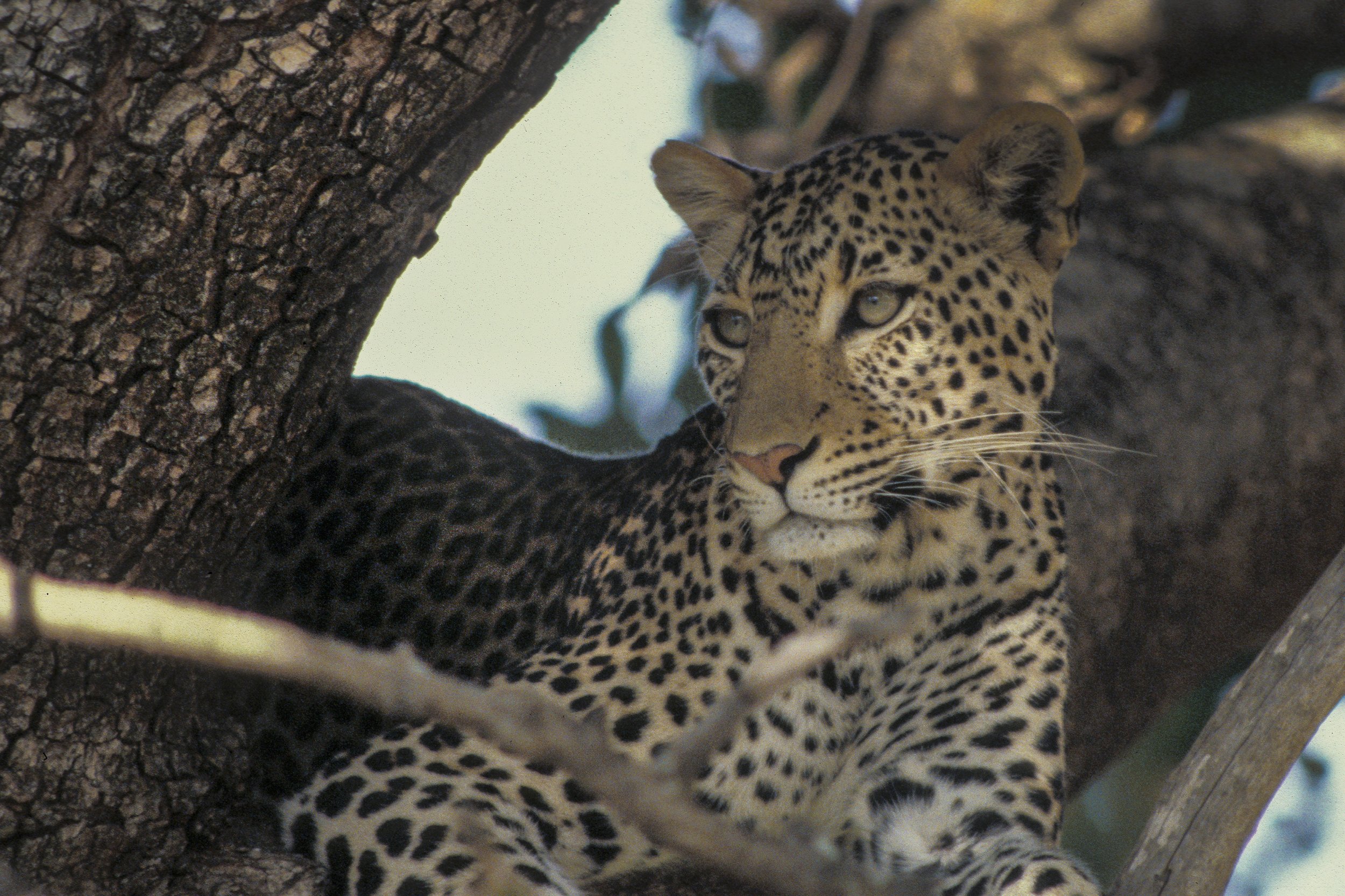Leopard