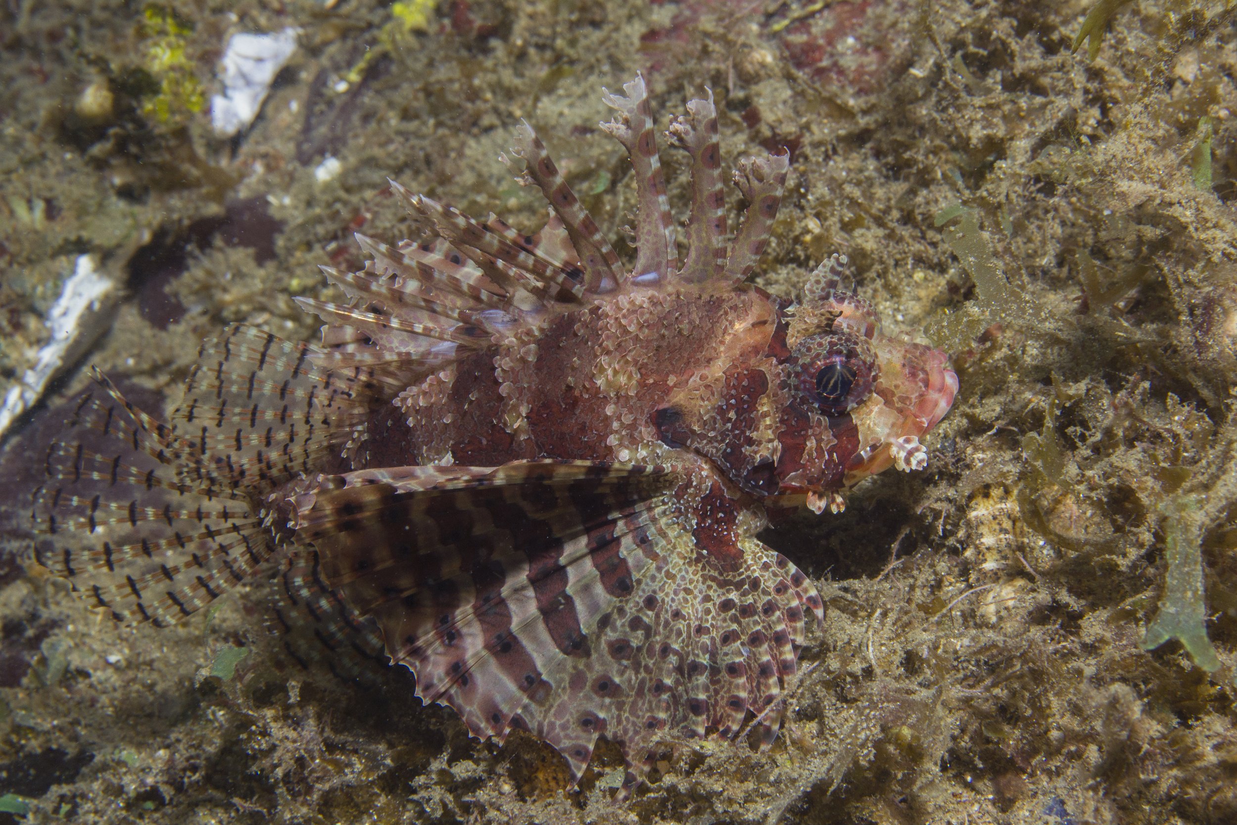 Lembeh_IMG_0150.jpg
