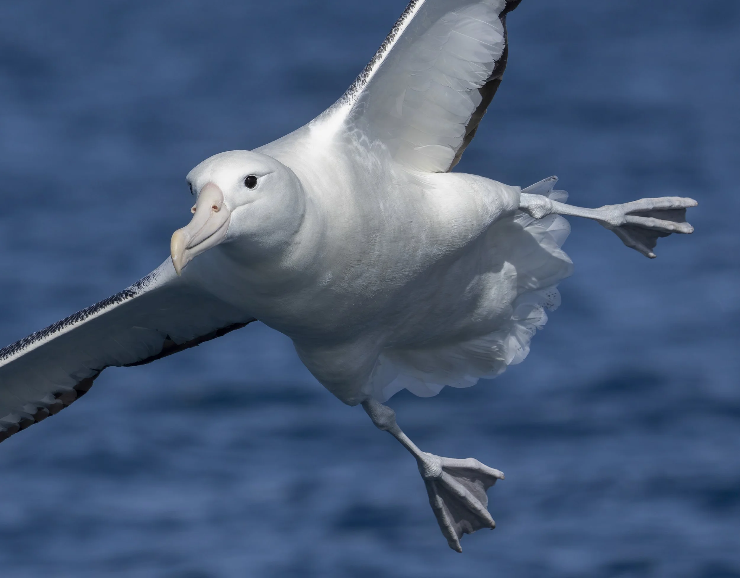 Southern Royal Albatross