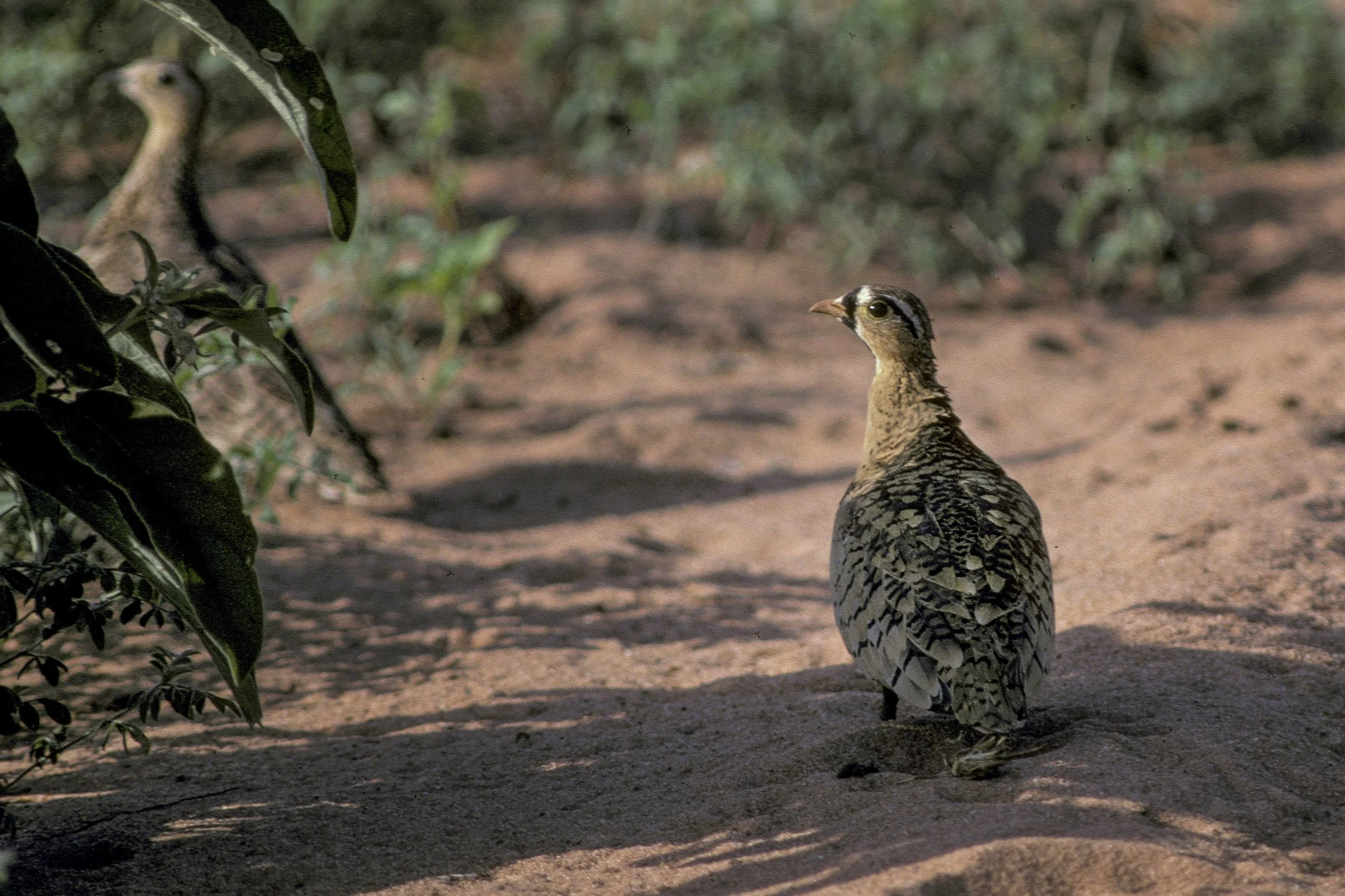 Black Faced Sandgrouse