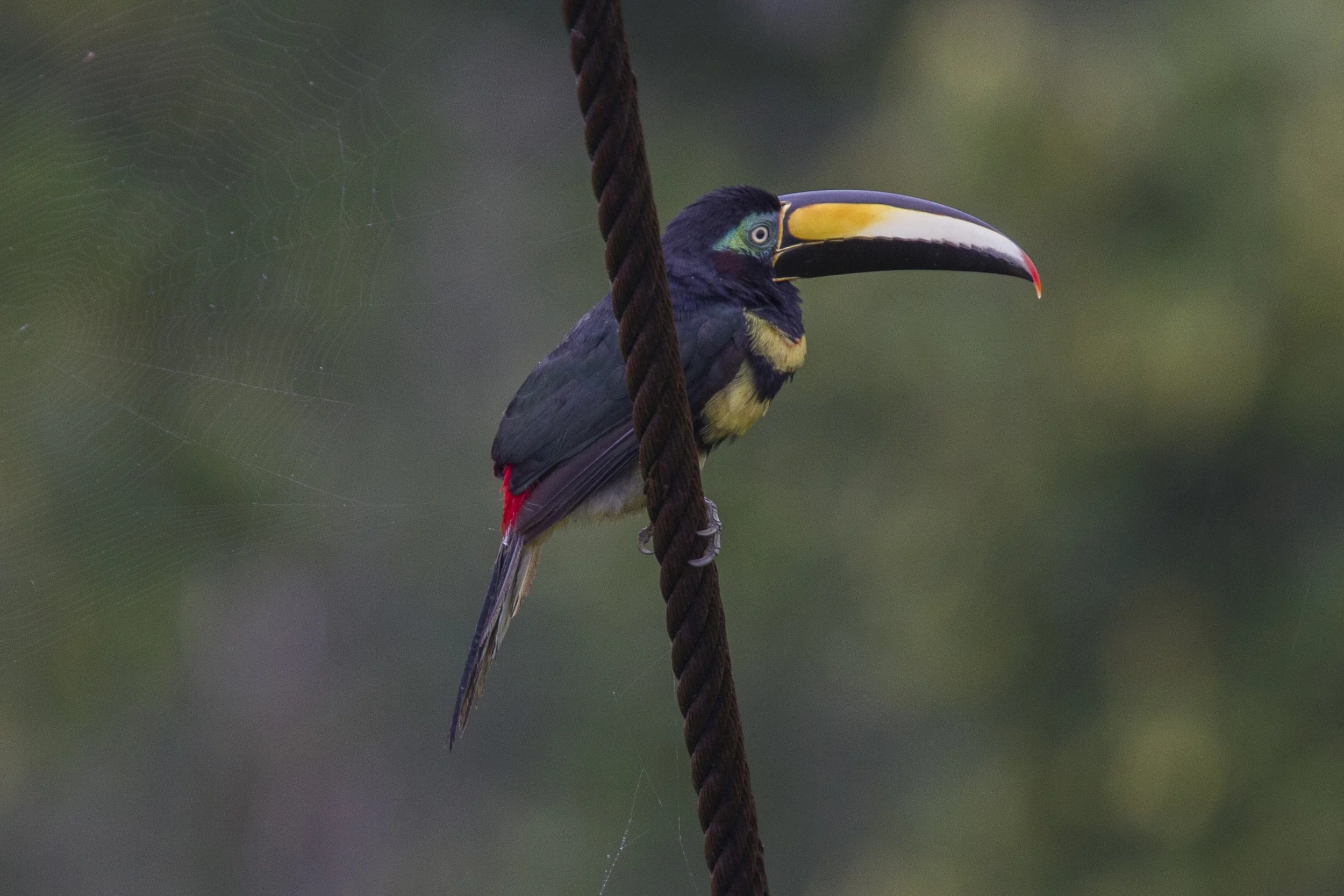 Many Banded Aracari 